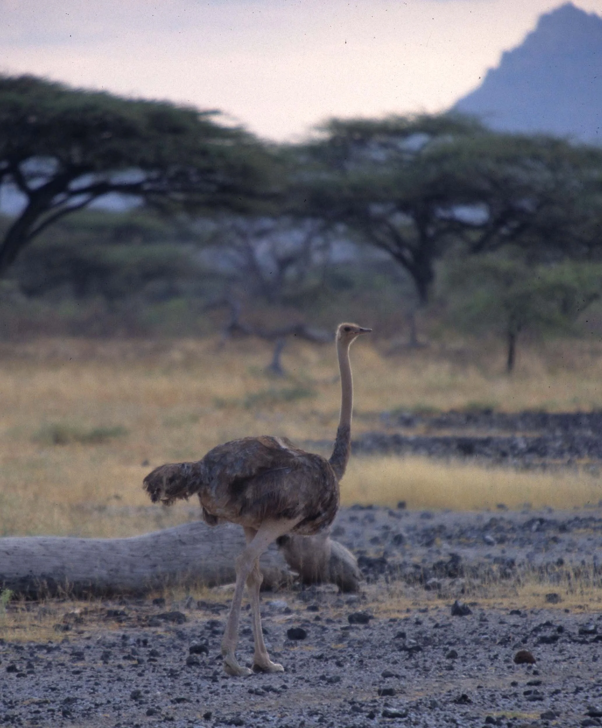 BIRDS - OSTRICH - SHABA B.jpg