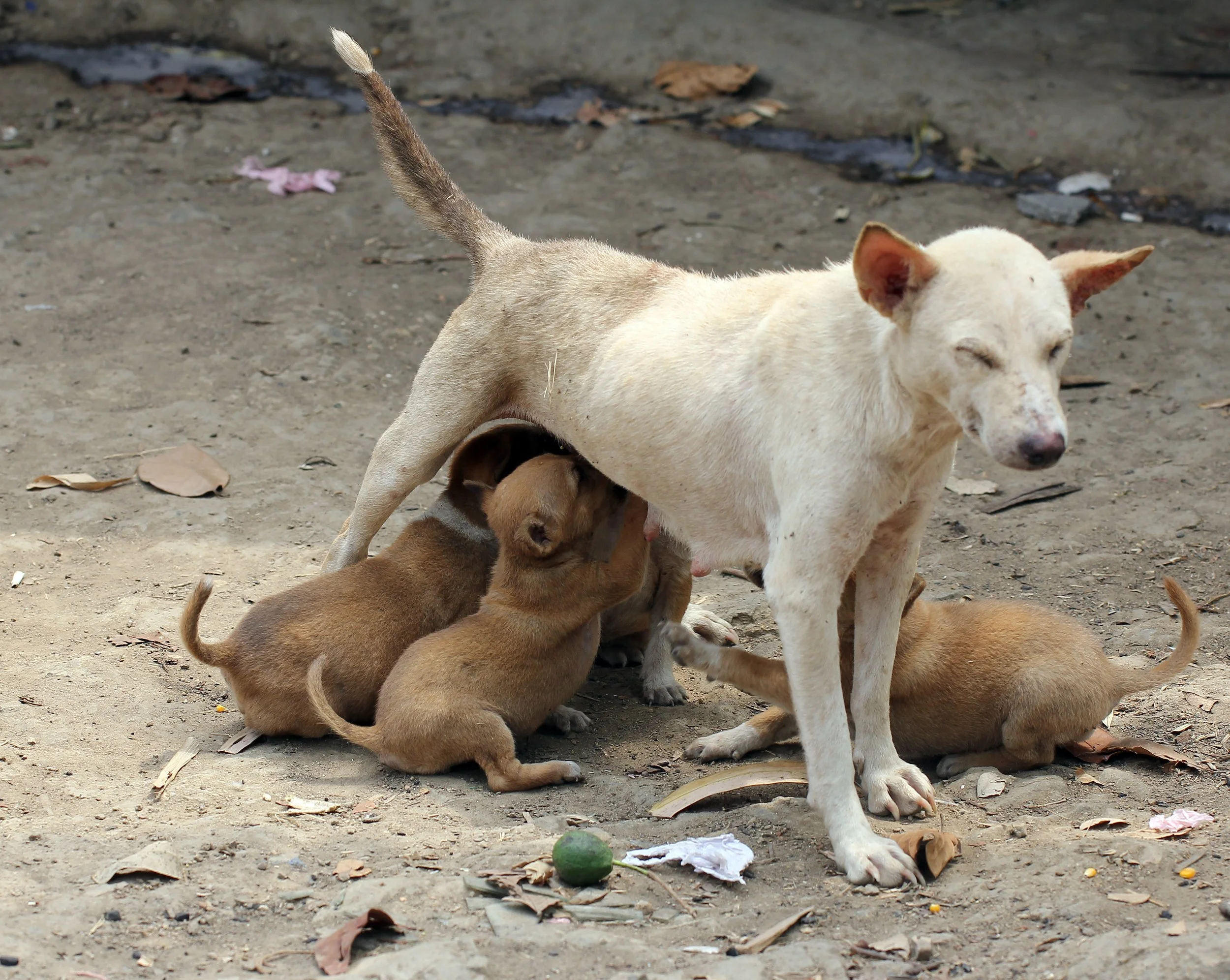 2015 Huai Mai Dee Huai Kha Khaeng Wildlife Refute (12).JPG