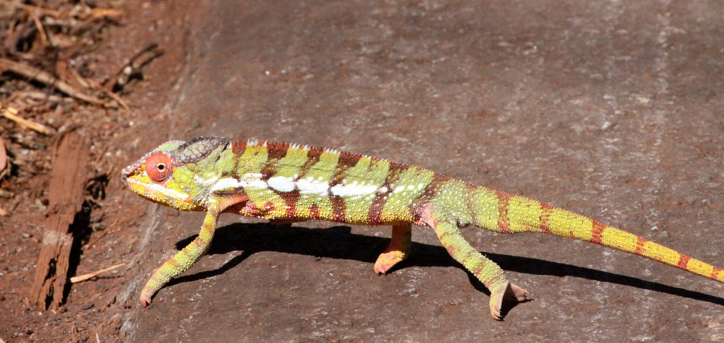 Furcifer pardalis - PANTHER CHAMELEON - MALE AND FEMALE - MONTAGNE D'AMBRE NATIONAL PARK MADAGASCAR (7).JPG