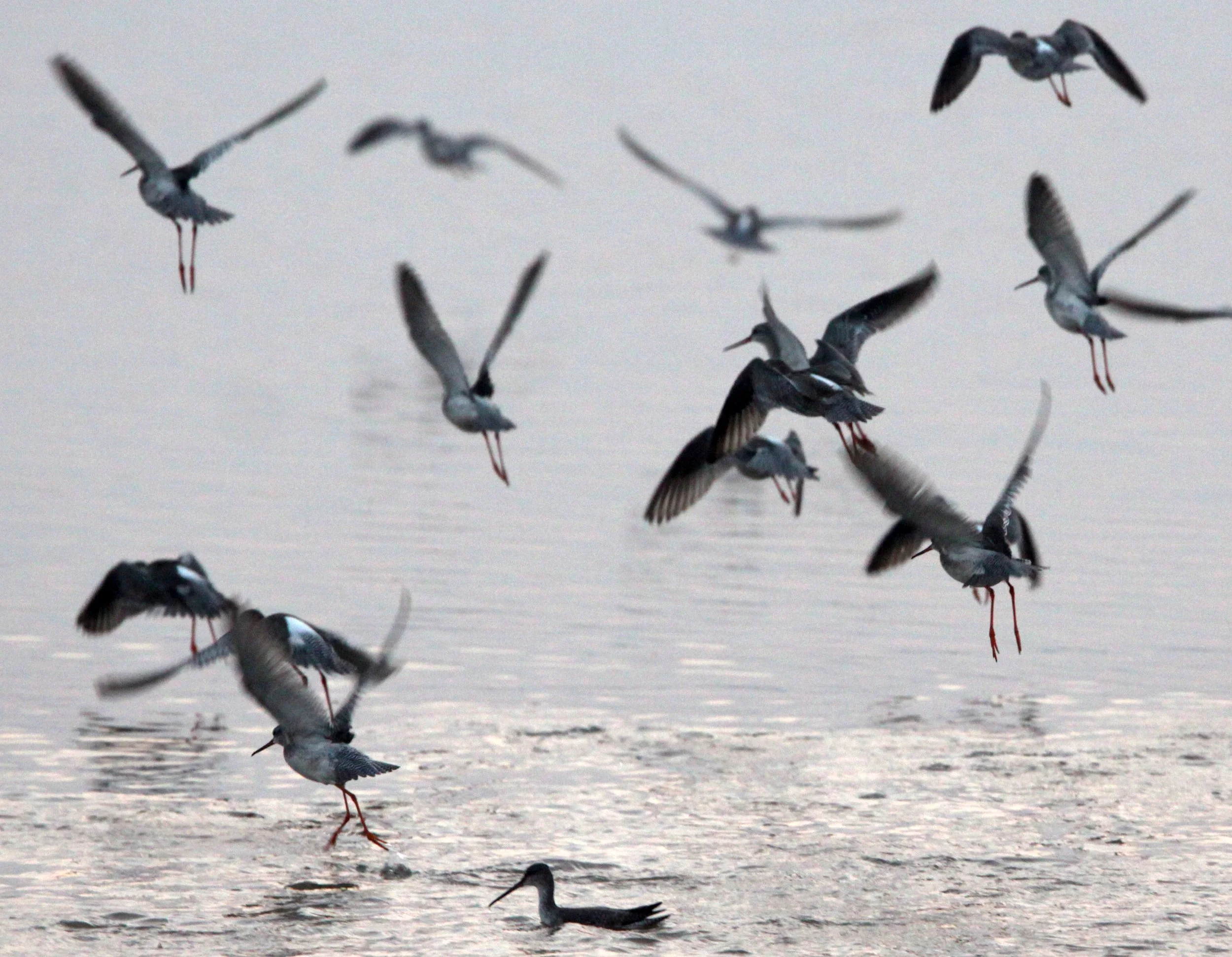 BIRD - REDSHANK - SPOTTED REDSHANK - TRINGA ERYTHROPUS - POYANG LAKE, JIANGXI PROVINCE, CHINA (18).JPG