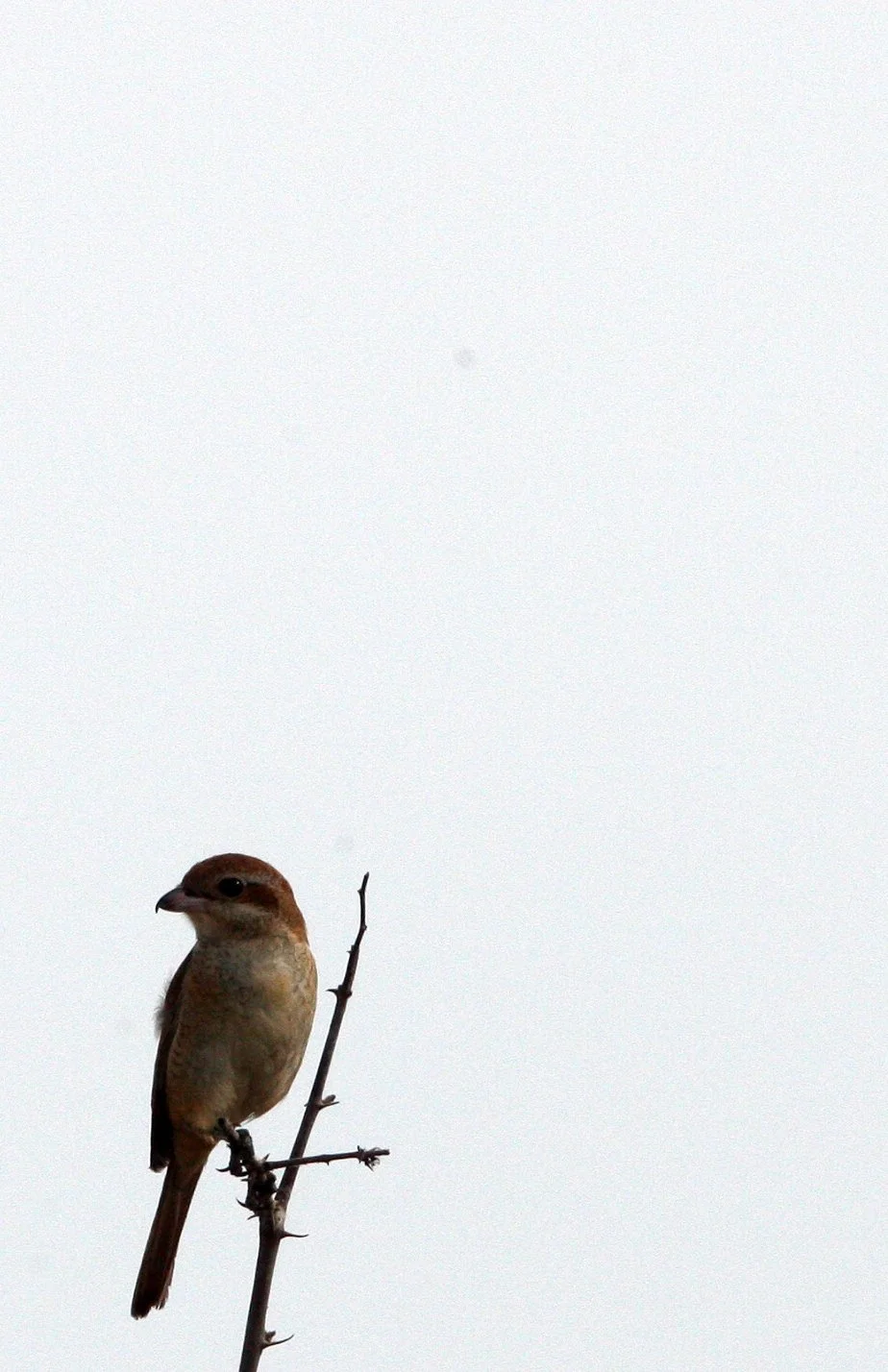 Brown Shrike (Lanius cristatus) Pak Thale Petchaburi Thailand (13).JPG
