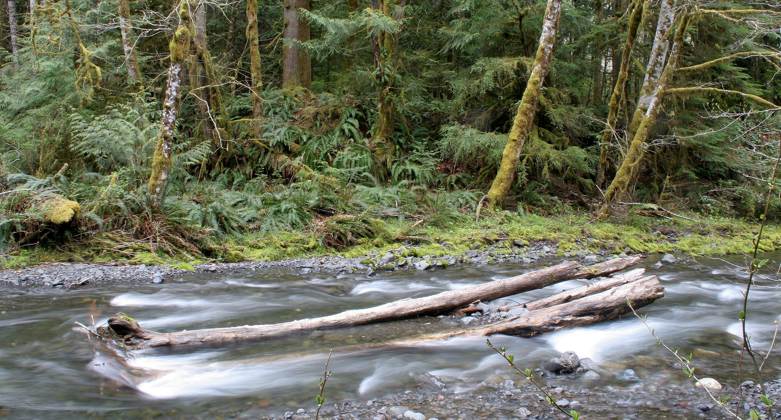 BARNES CREEK AND SURROUNDING FOREST (30).JPG