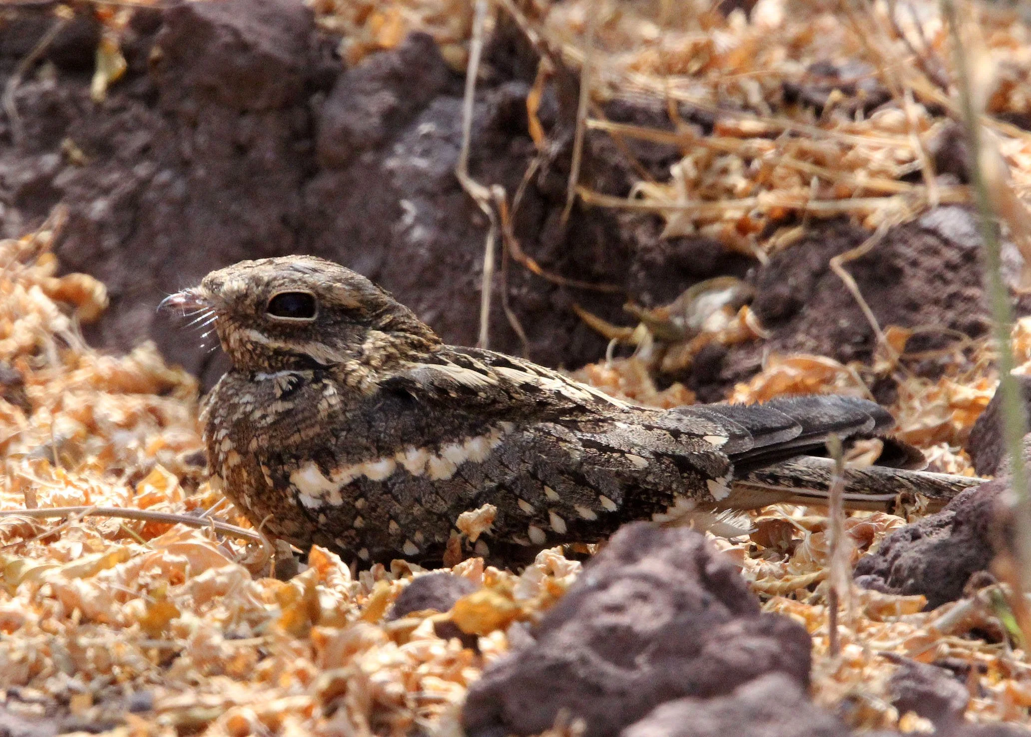 BIRD - NIGHTJAR - LONG-TAILED NIGHTJAR - NECH SAR NATIONAL PARK ETHIOPIA (8).JPG