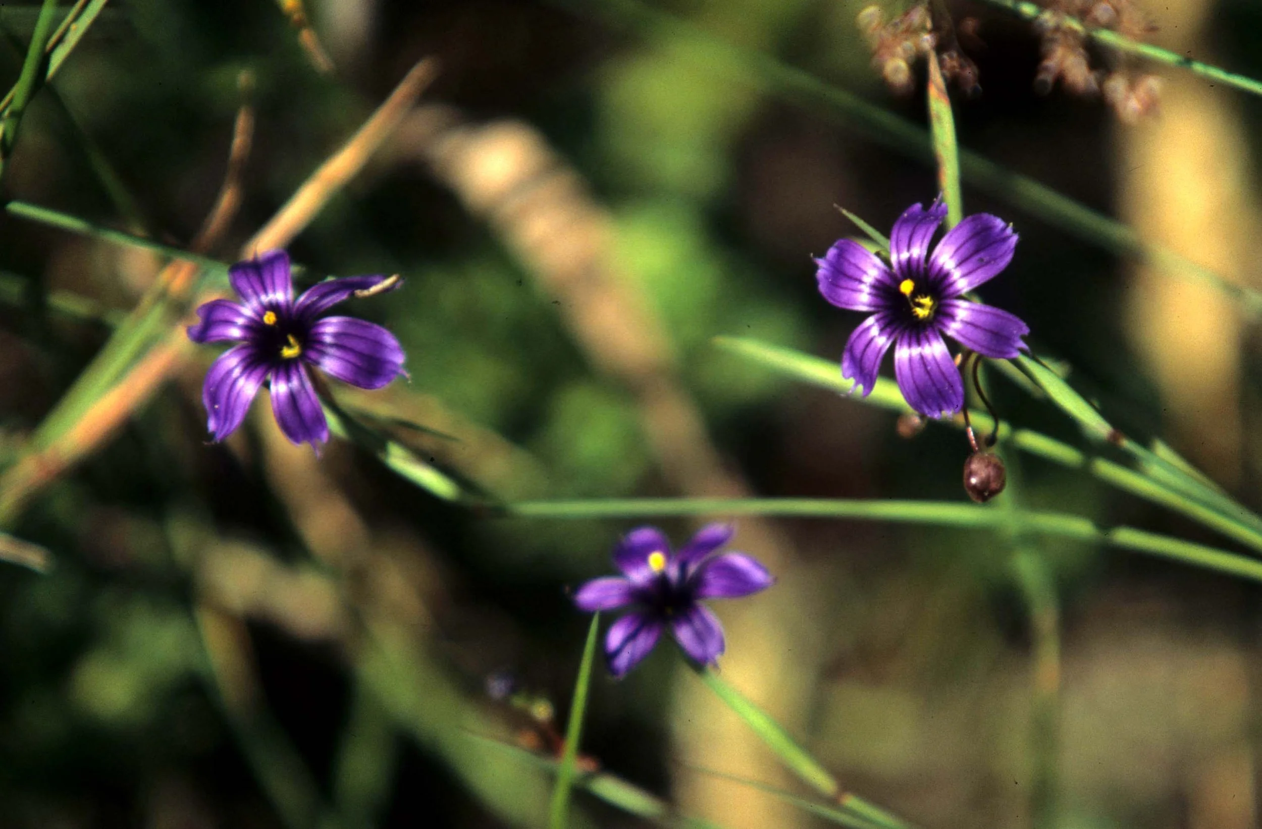 CALIFORNIA - REDWOODS NP - PLANT SPECIES.jpg