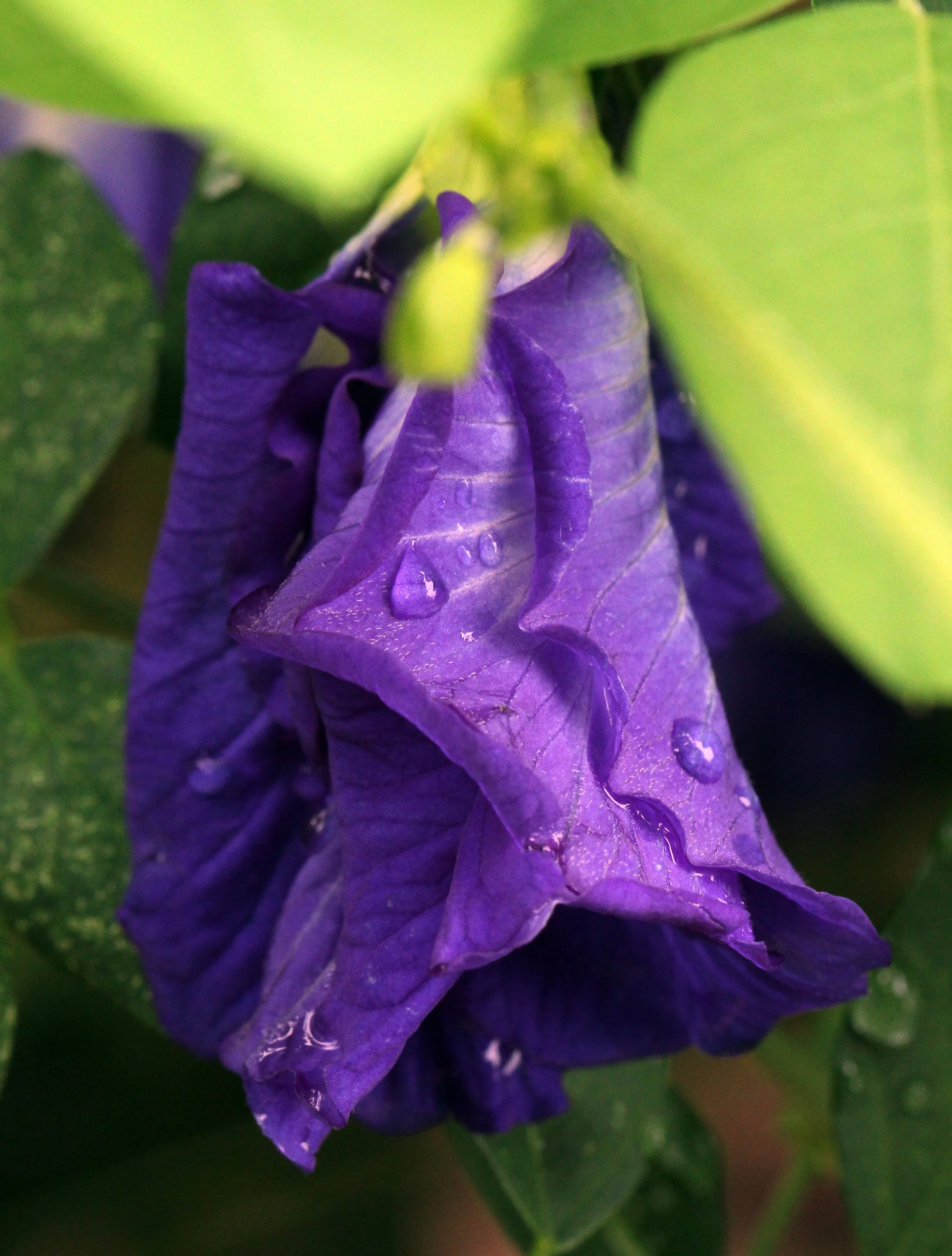 2015 Koh Lanta Summer Misc Images (184).JPG