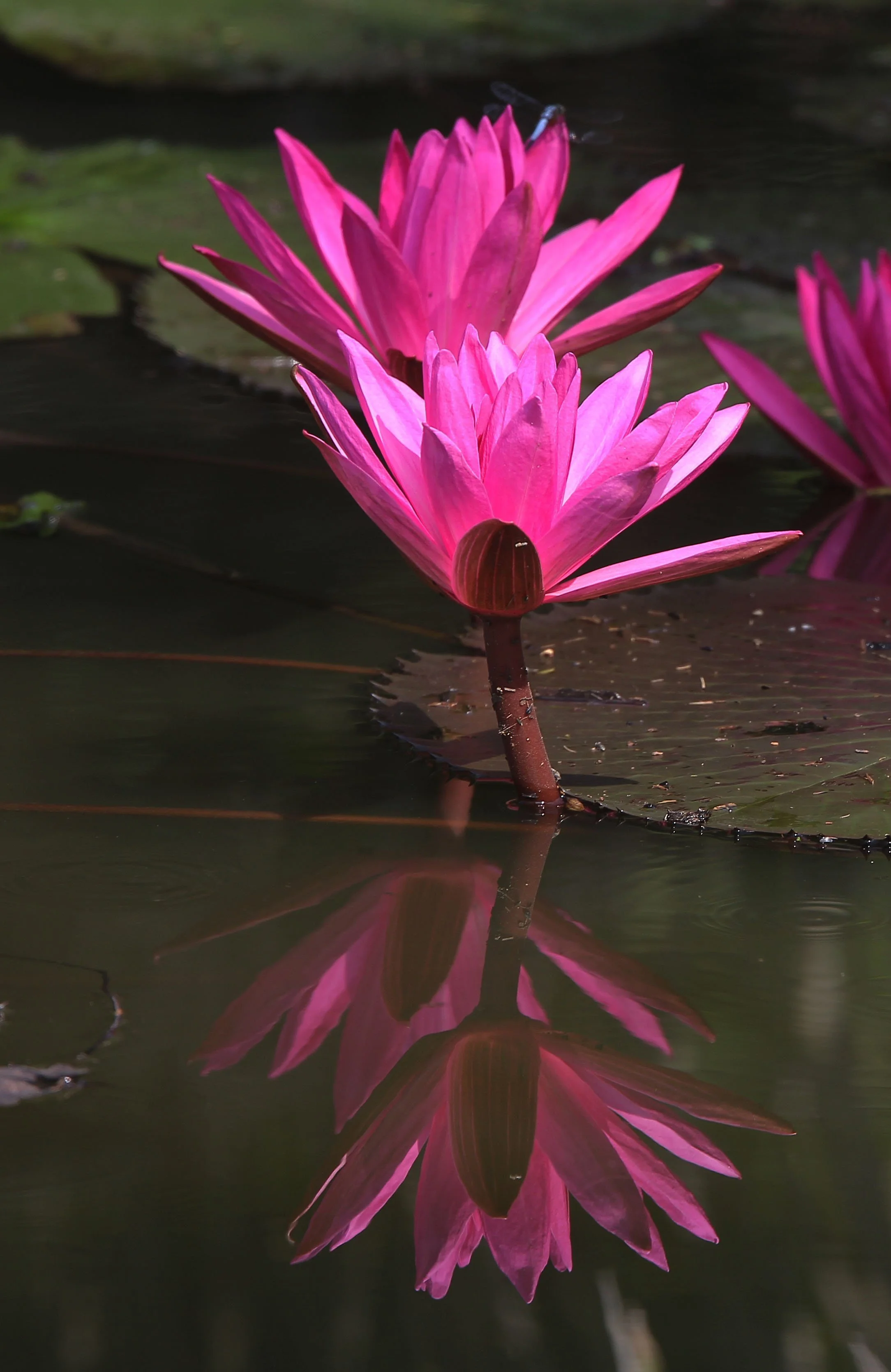 2015 Koh Lanta October Break Trip  (345).JPG