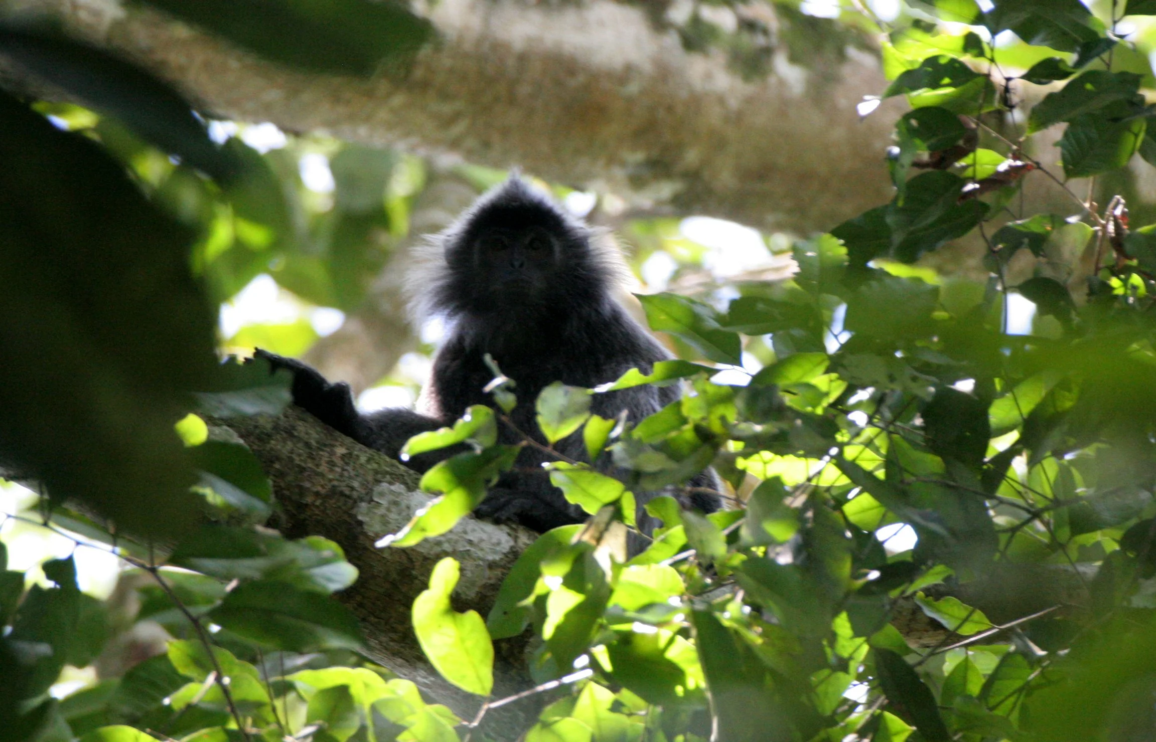 CERCOPITHECIDAE - Trachypithecus cristatus cristatus - SILVERED LANGUR - SABAH KINABATANGAN RIVER BORNEO (20).JPG