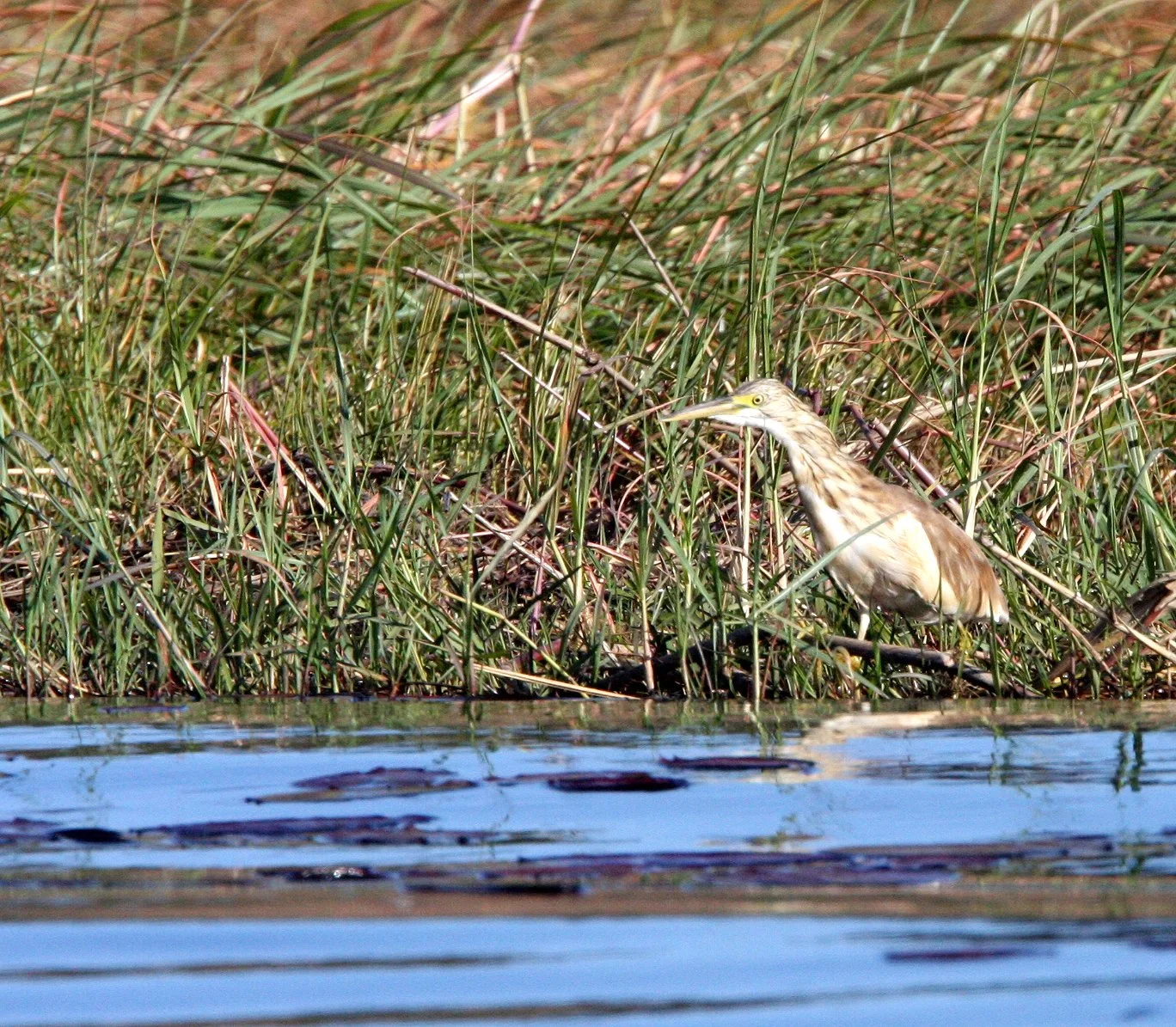 HERON - SQUACCO HERON - Ardeola ralloides - CHOBE NATIONAL PARK BOTSWANA (57).JPG