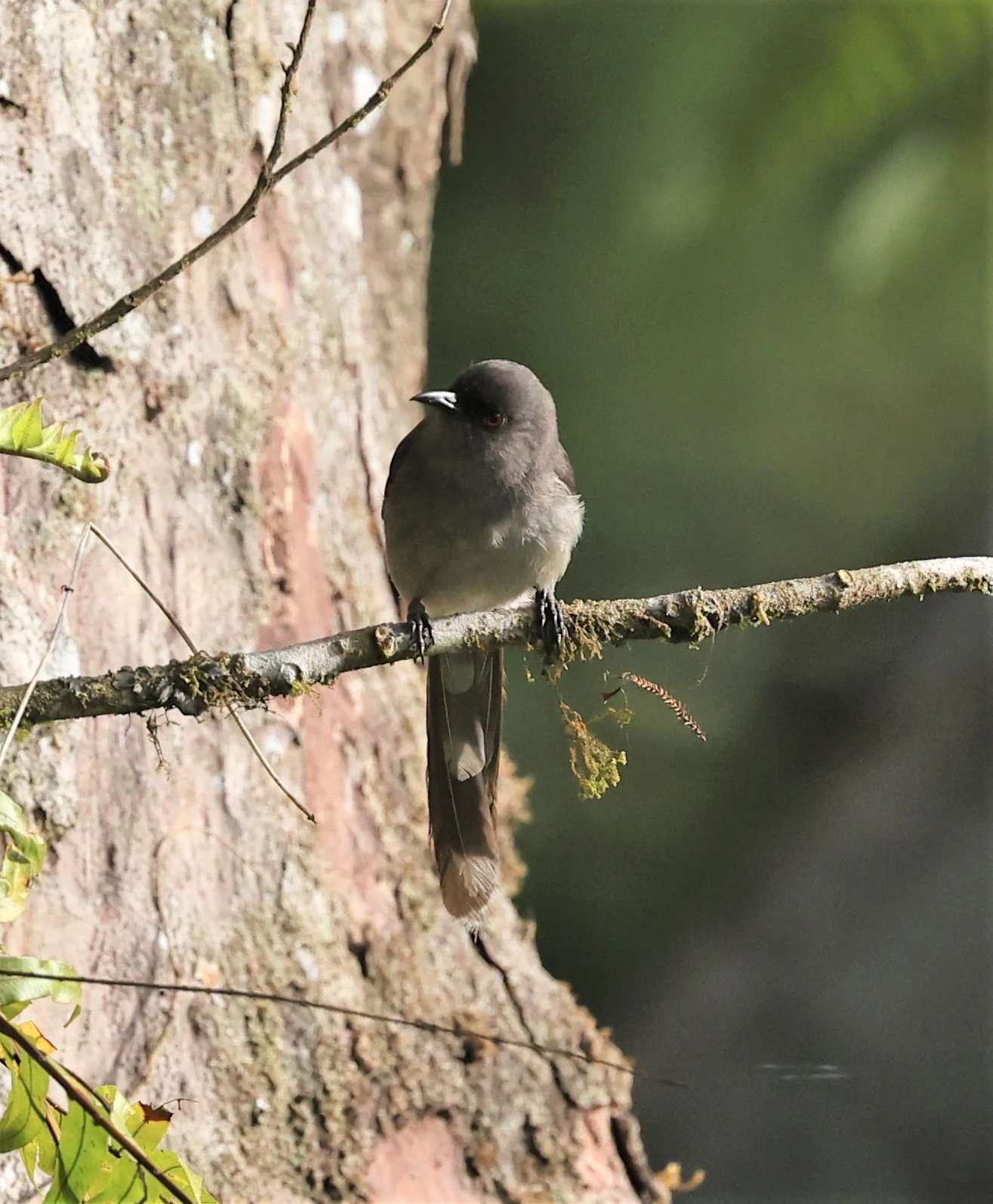 Heterophasia picaoides - LONG-TAILED SIBIA - FRASER'S HILL, MALAYSIA JUNE 2022 (4).jpg