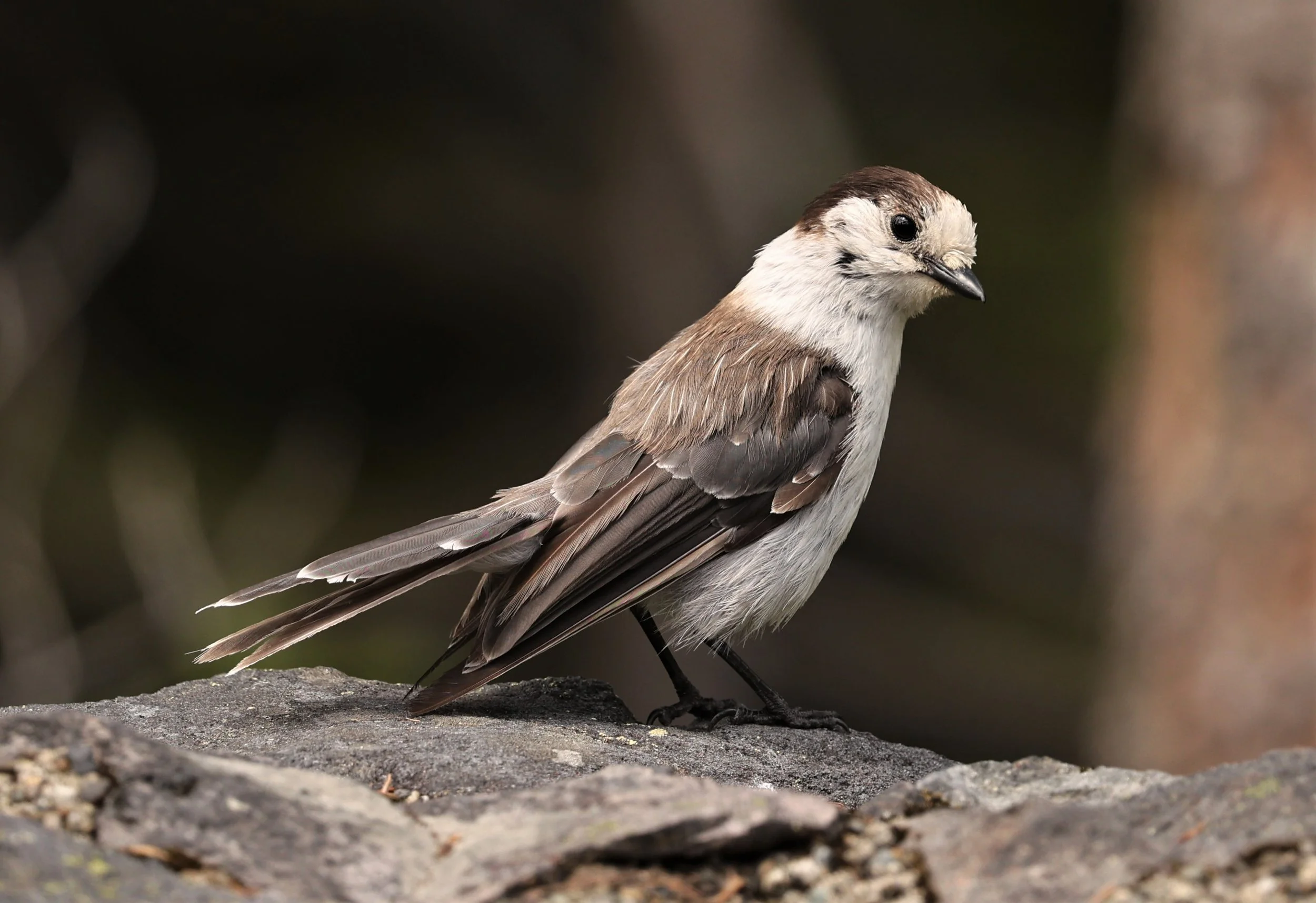 Perisoreus canadensis - GRAY JAY - MOUNT RAINIER NATIONAL PARK WASHINGTON (2).jpg