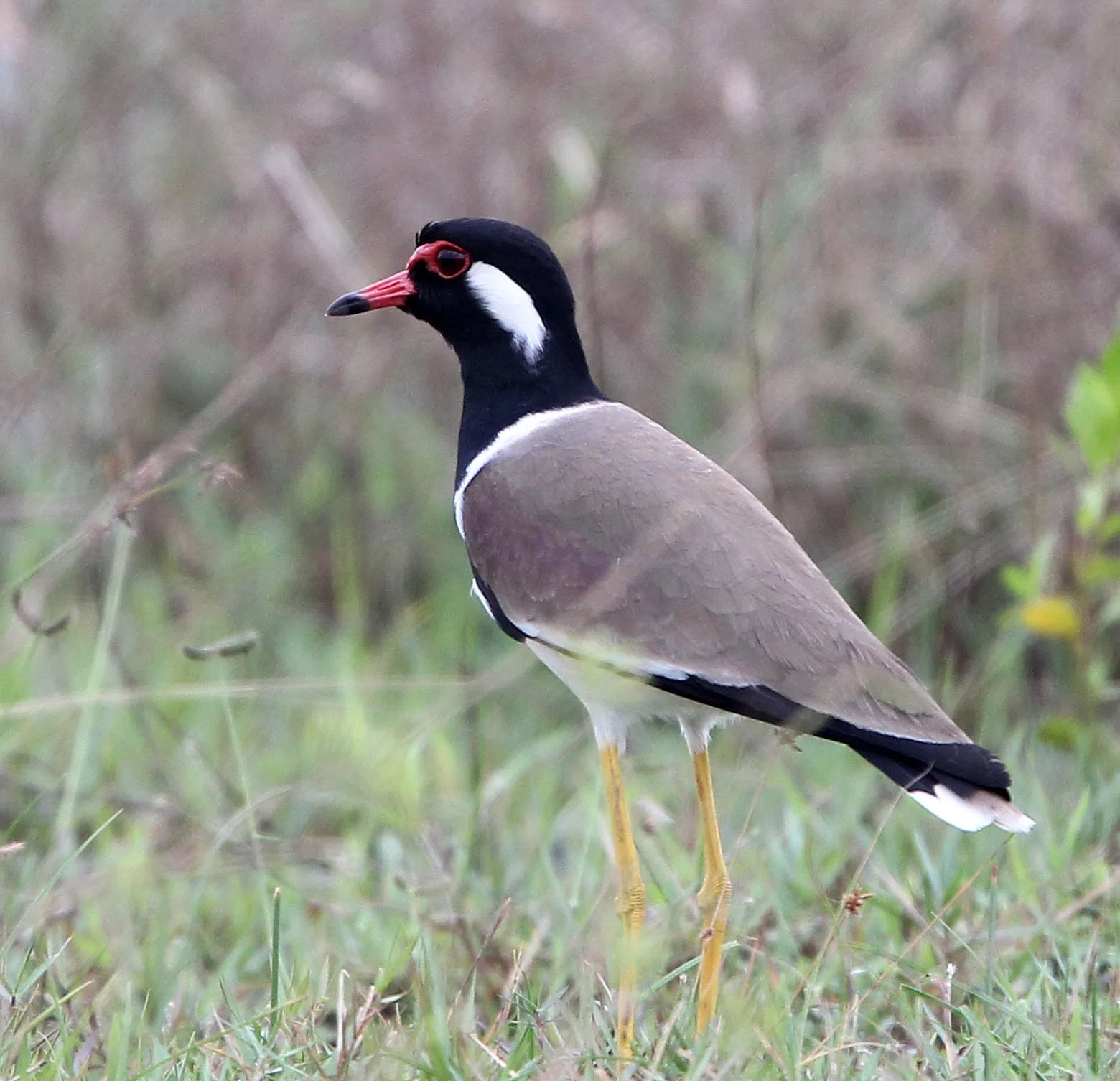 LAPWING - RED-WATTLED LAPWING - Vanellus indicus - CHAIYA PENINSULA SURAT THANI THAILAND (8).JPG