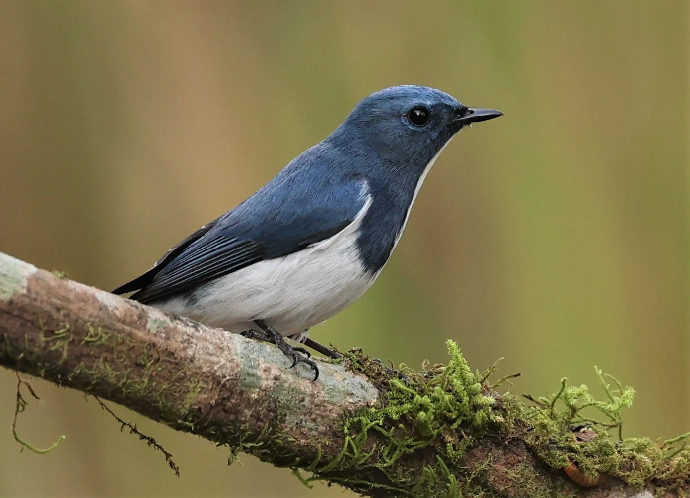 FLYCATCHER - ULTRAMARINE FLYCATCHER - Ficedula superciliaris - DOI LANG WEST, DOI PHA HOM POK NP, CHIANG MAI DEC 2021 (20).jpg