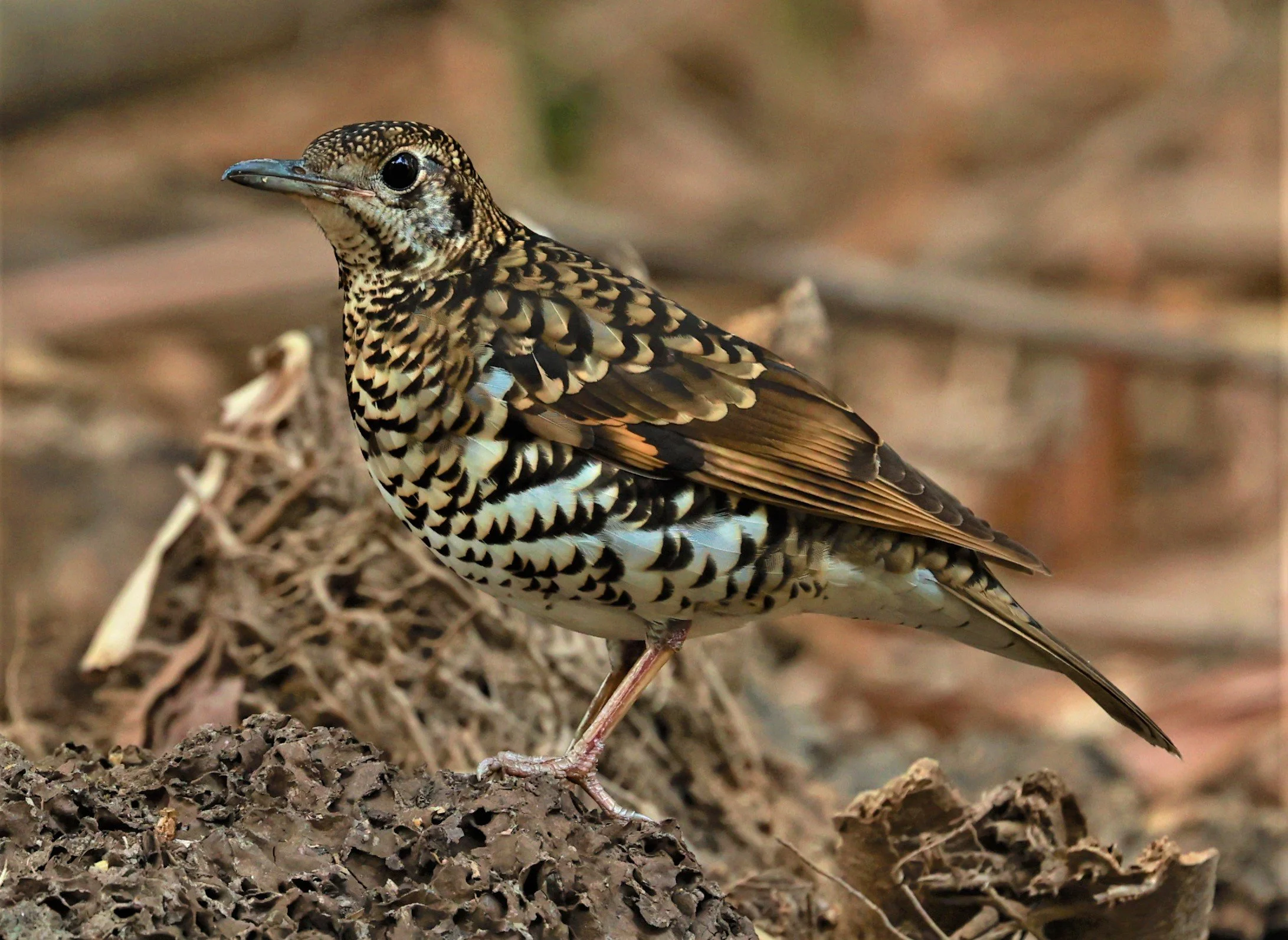 White's Thrush (Zoothera aurea) Putthamonthon Park Nakhon Pathom Thailand (100).jpg