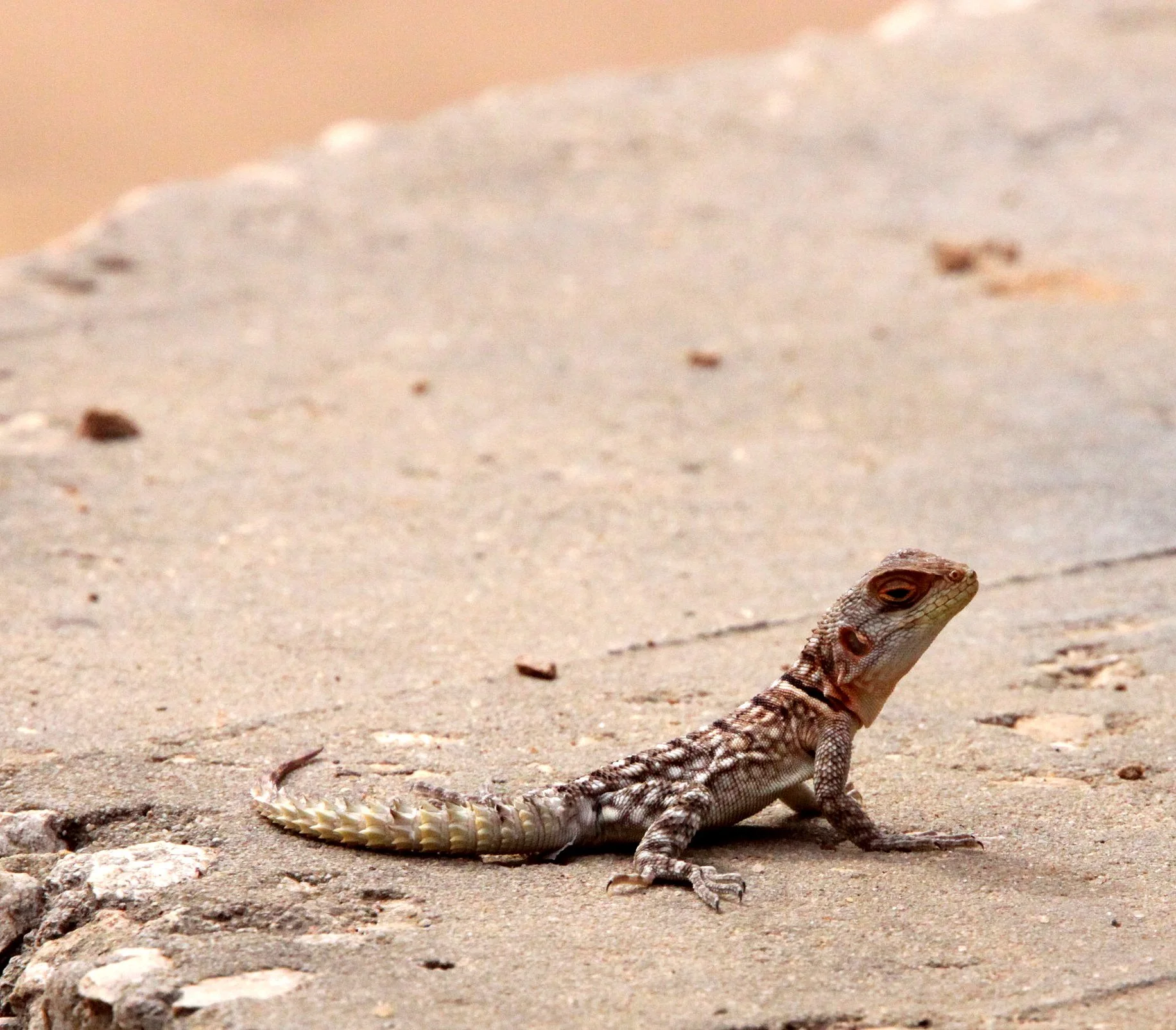 Oplurus cyclorus -  KIRINDY NATIONAL PARK - MADAGASCAR.JPG