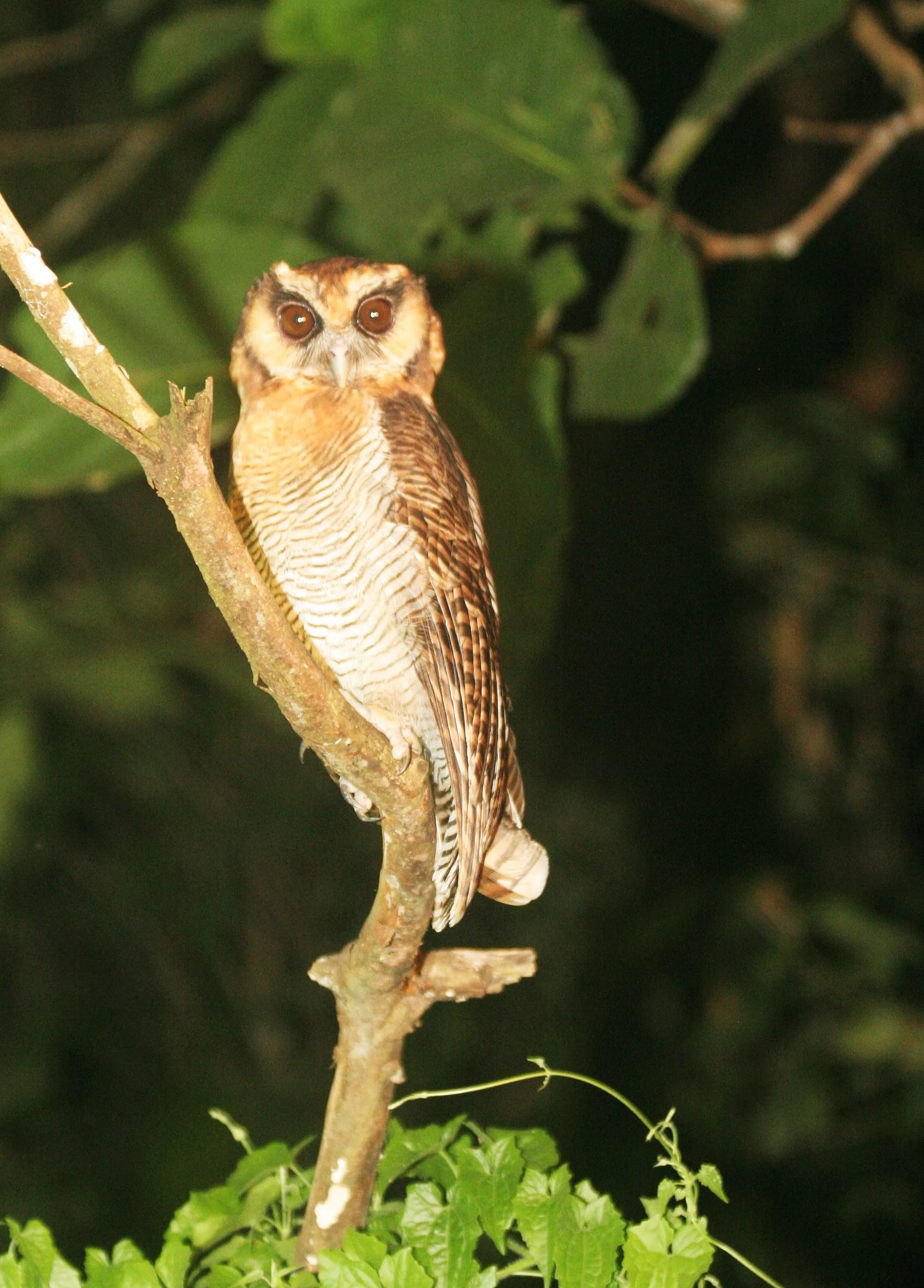 Strix leptogrammica - BROWN WOOD-OWL - TABIN WILDLIFE RESERVE BORNEO (7).JPG