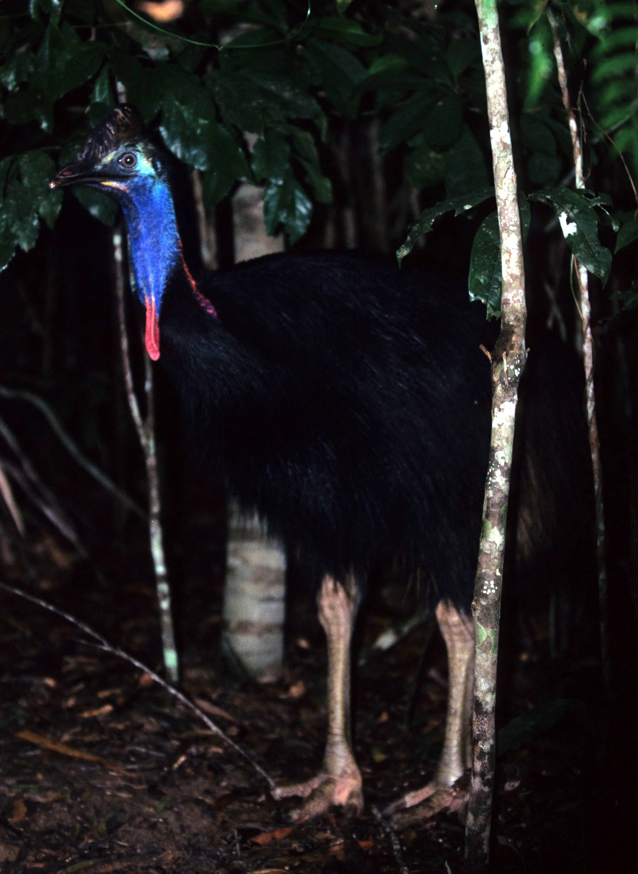 BIRD - SOUTHERN CASSOWARY - DAINTREE RAINFOREST E.jpg