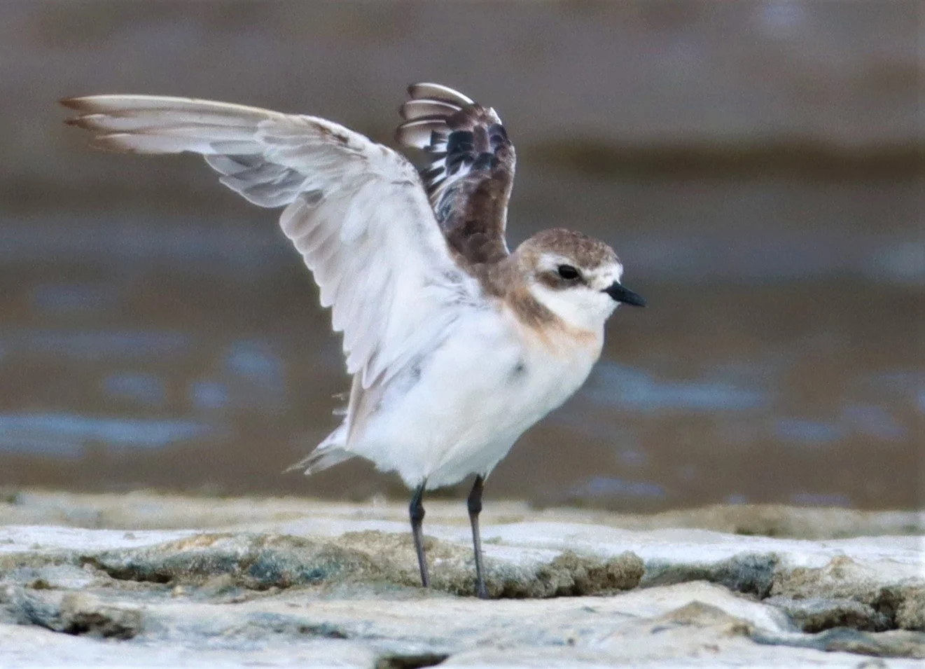 PLOVER - LESSER SAND PLOVER - Charadrius mongolus - Salt pans west of Bang Pakong River (23).jpg