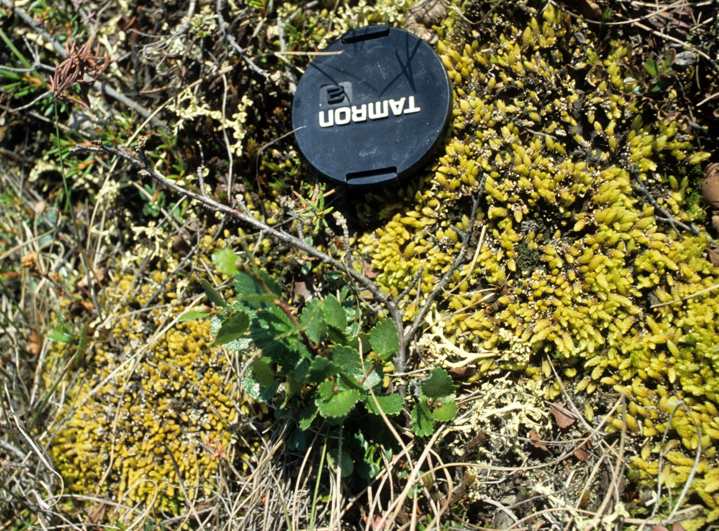 ALASKA - DENALI NP - TUNDRA SPECIES.jpg