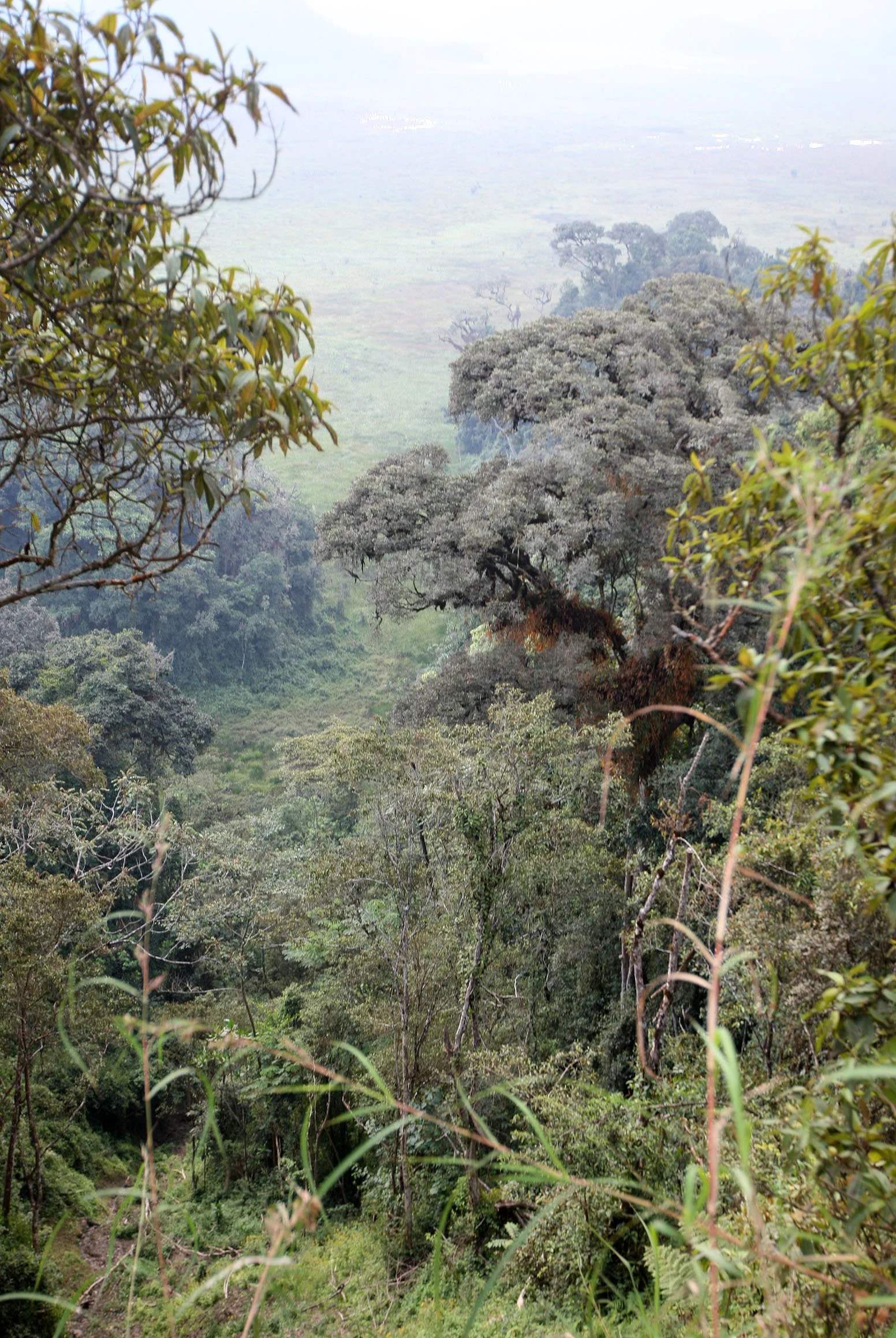 NYUNGWE NATIONAL PARK RWANDA 2 (45).JPG