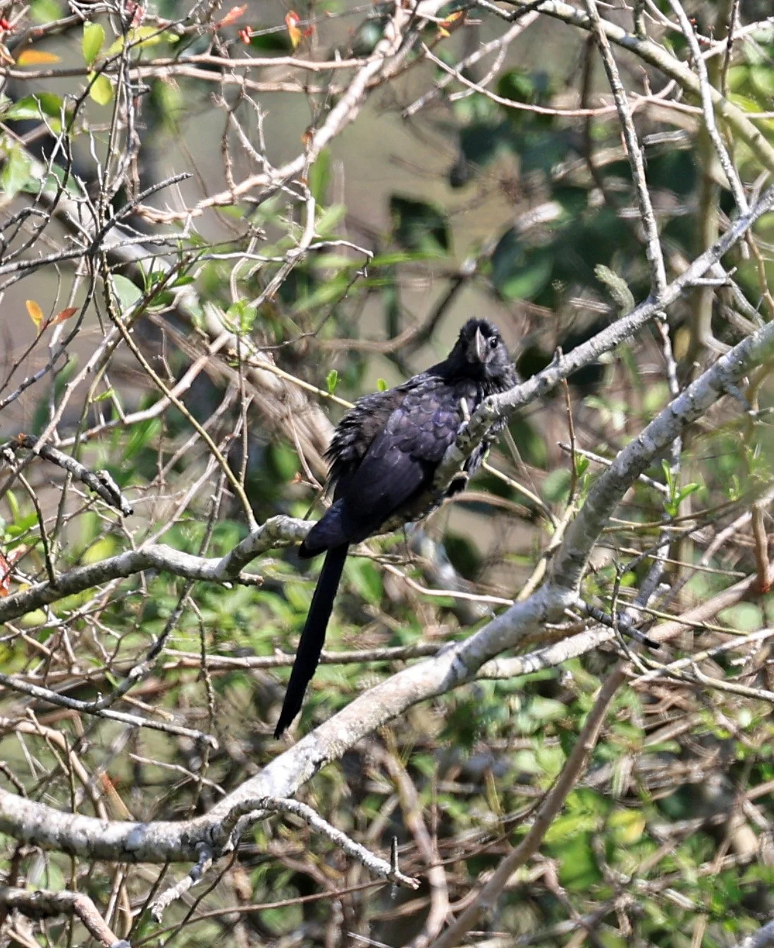 Smooth-billed Ani (Crotophaga ani) Asuncion Paraguay (4).jpg