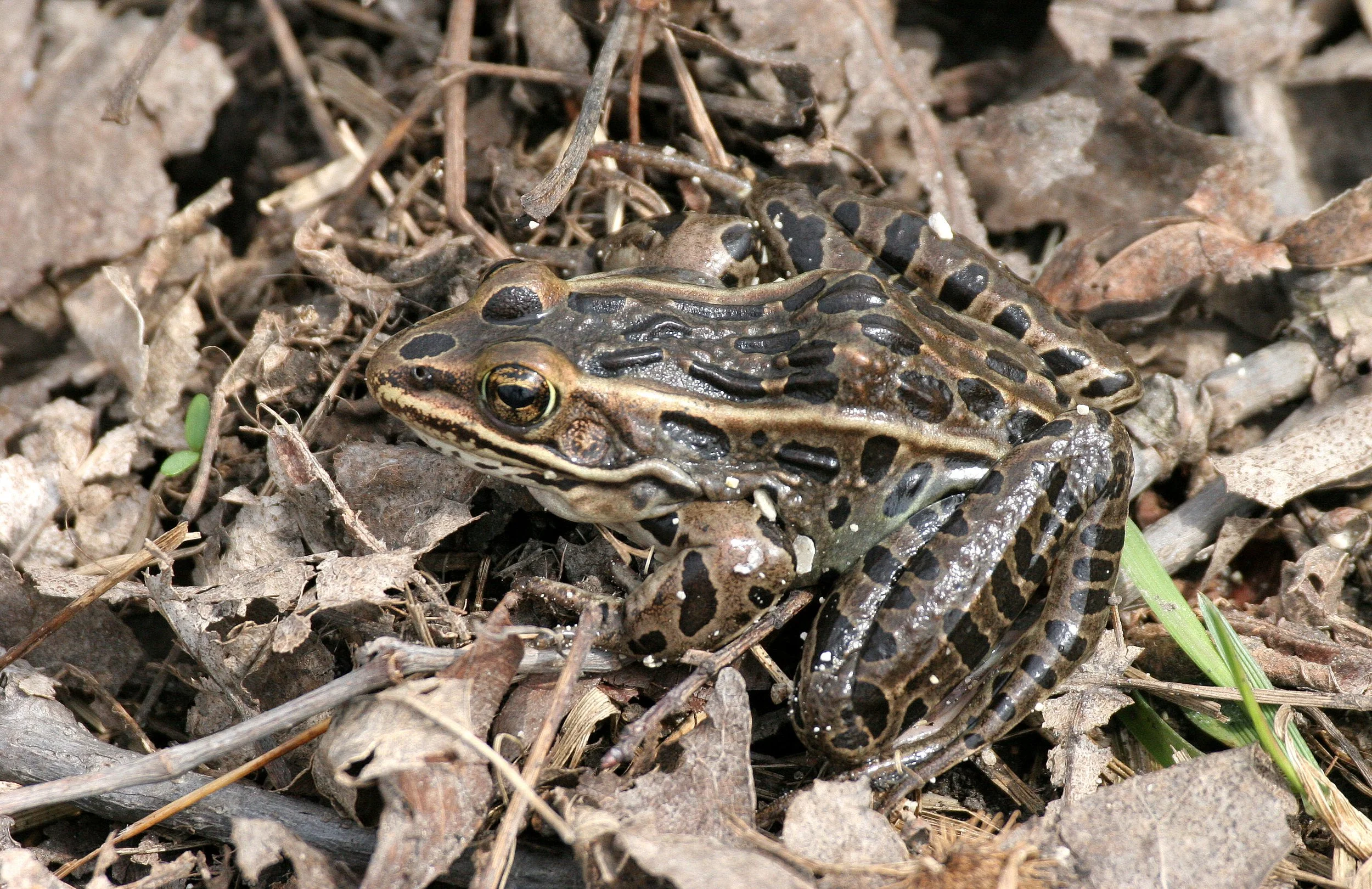 AMPHIBIAN - FROG - LEOPARD FROG - PRATT'S WAYNE WOODS ILLINOIS (10).JPG