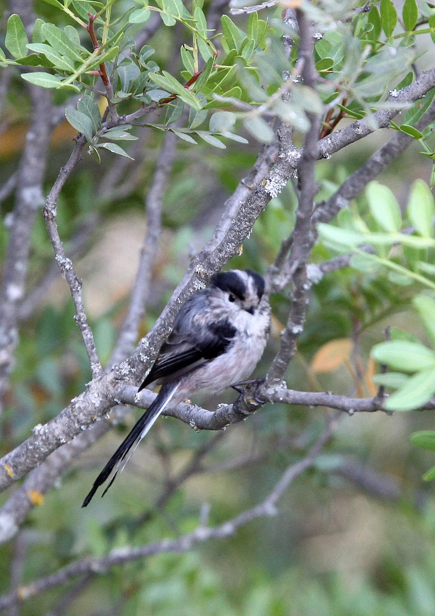 Long-tailed tit (Aegithalos caudatus) Sierra de Andujar Spain (3).JPG