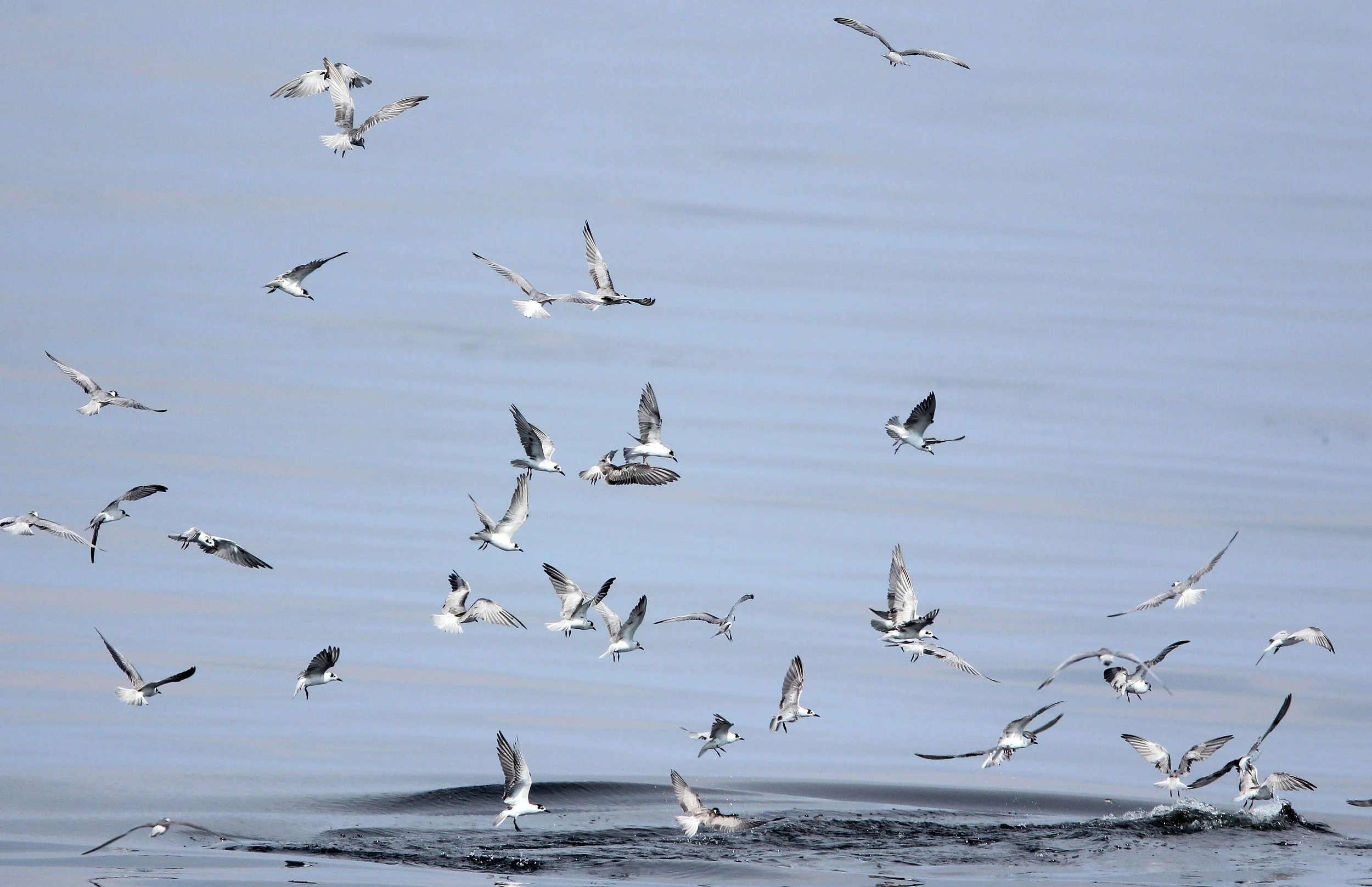 TERN - WHISKERED TERN - Chlidonias hybridus - BAN TABOON HARBOR PETCHABURI (3).JPG