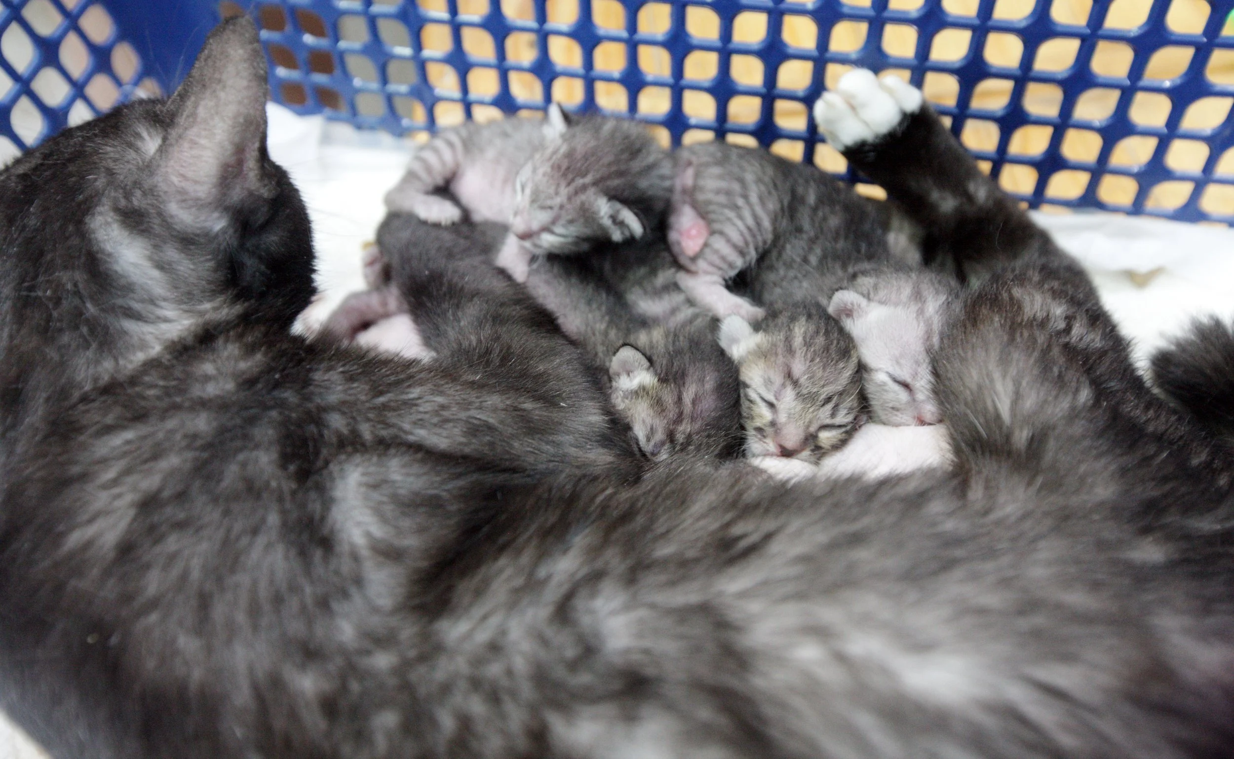 2017 Graffiti Tour in Bangkok (501).JPG