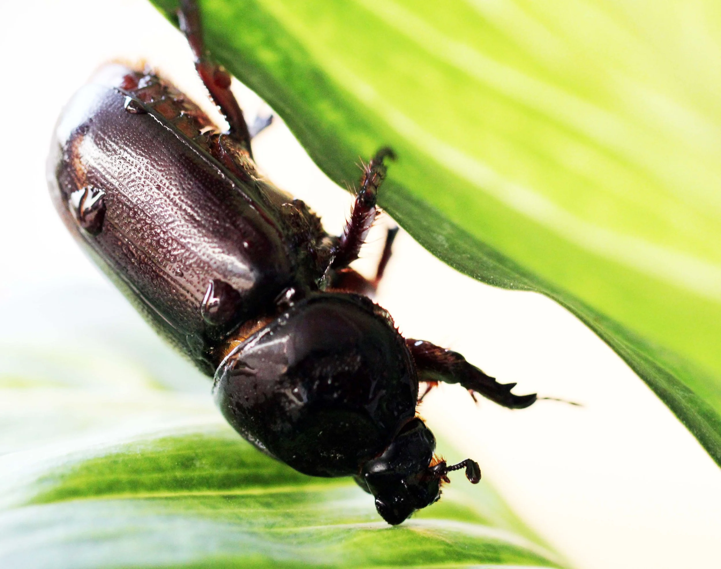 Oryctes rhinoceros - Bangkok, Thailand - March 2014 (7).JPG