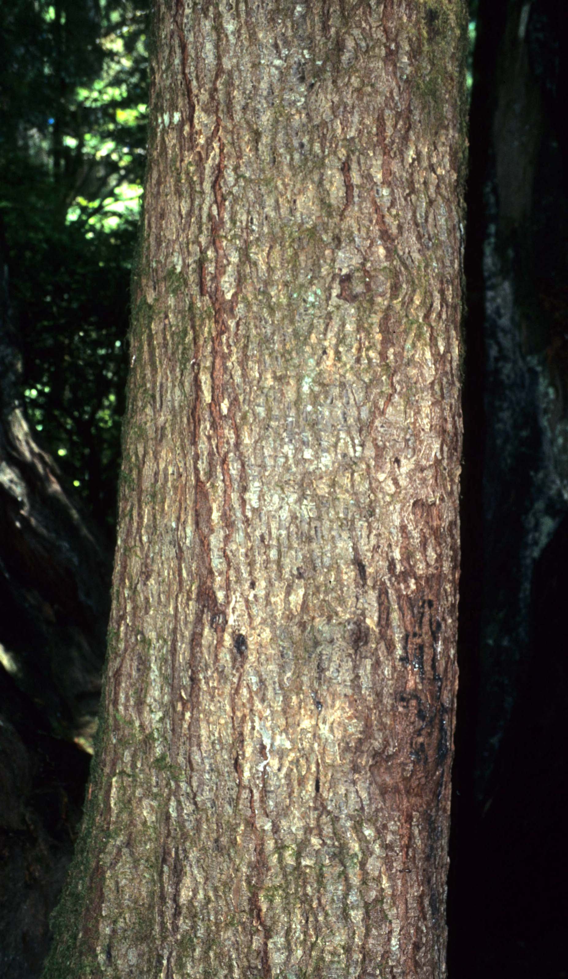 CALIFORNIA - REDWOODS NP - TSUGA HETEROPHYLLA - WESTERN HEMLOCK.jpg