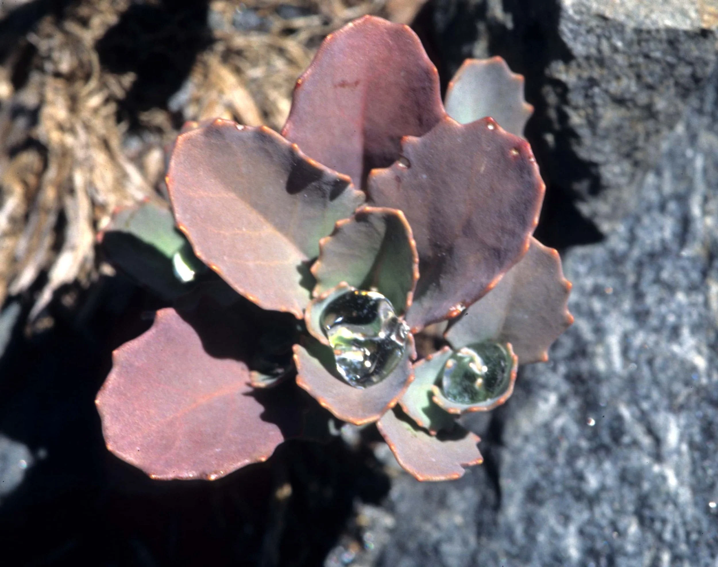 CALIFORNIA - SIERRA - PLANT SPECIES (9).jpg