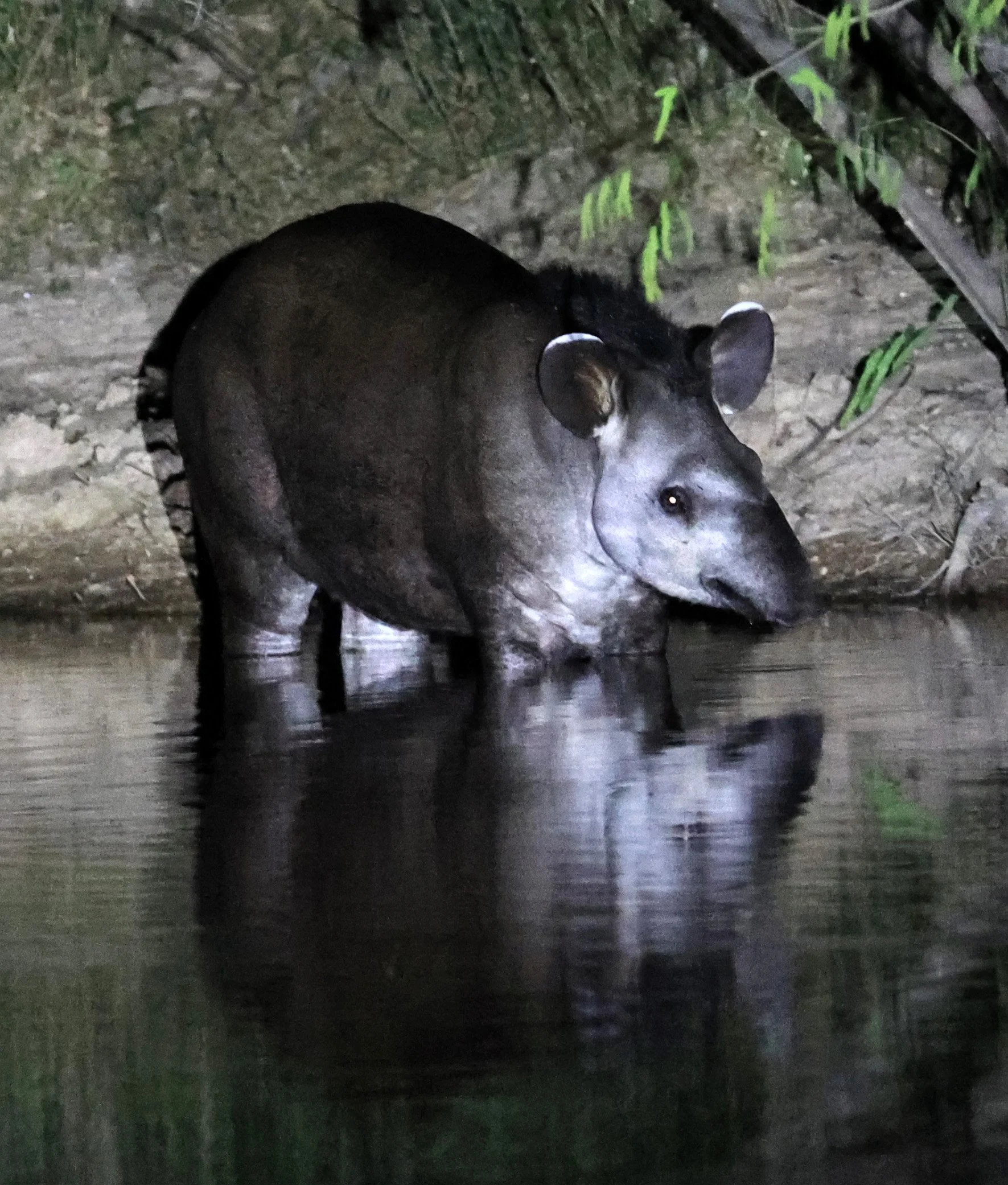 South American Tapir (Tapirus terrestris) Hotel Campestre Iparoma Paraguay  (42).jpg