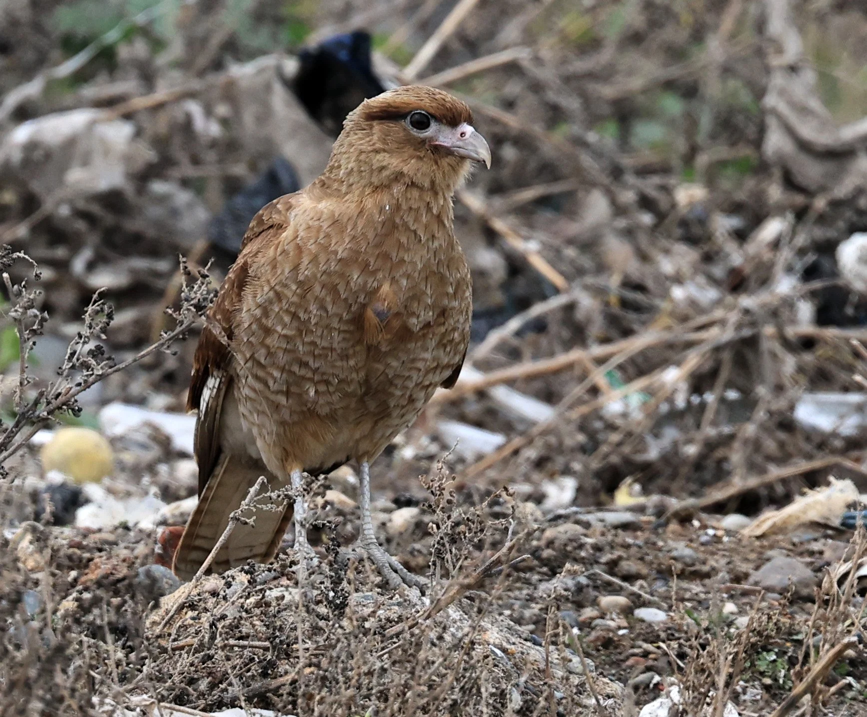 Chimango Caracara (Daptrius chimango) Lagunas del Ornitólogo, Trelew Argentina (22).jpg