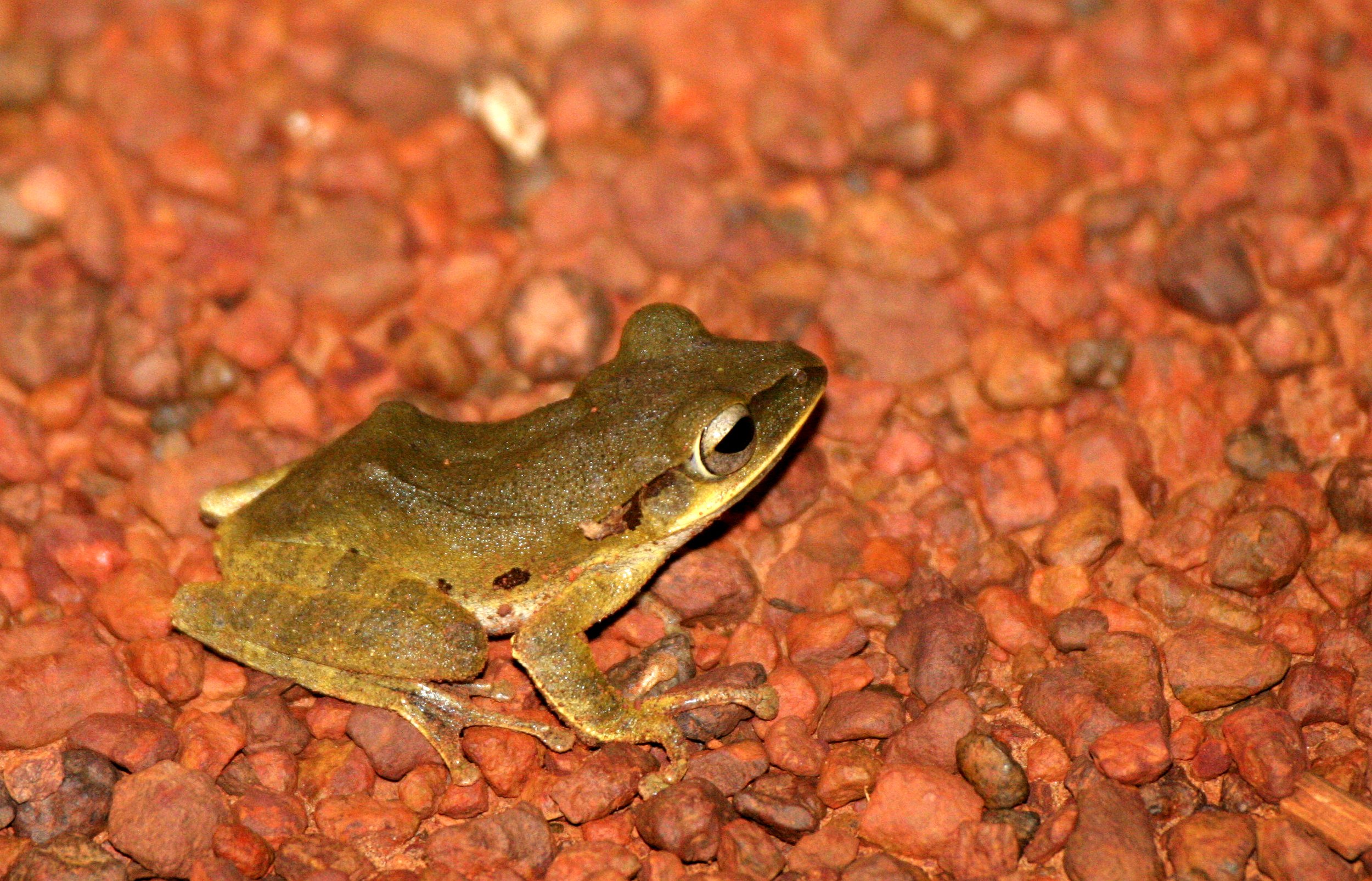 Four-lined tree frog (Polypedates leucomystax)
