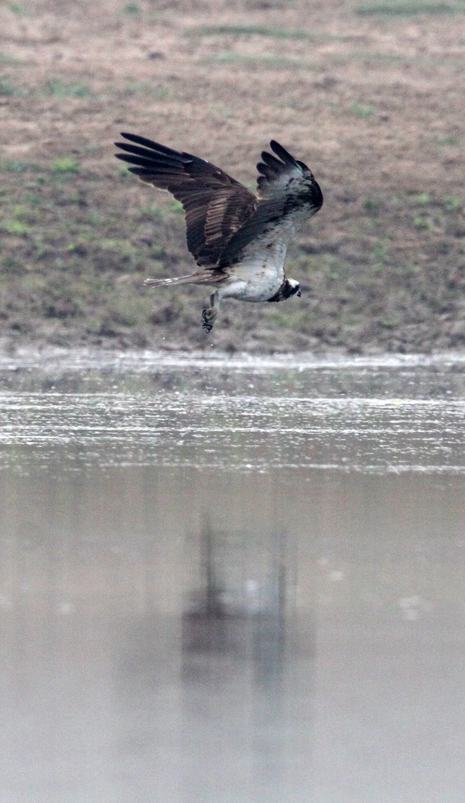 Pandion haliaetus - OSPREY - CHAMBAL RIVER SANCTUARY INDIA (12).JPG