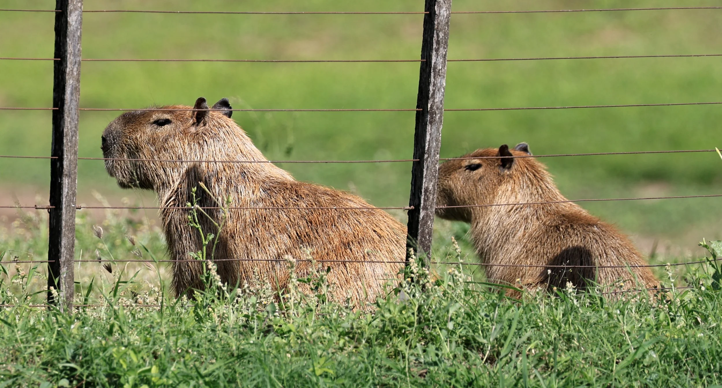 Capybara (Hydrochoerus hydrochaeris) Loma Plata Paraguay - Brunnen Strasse (45).jpg