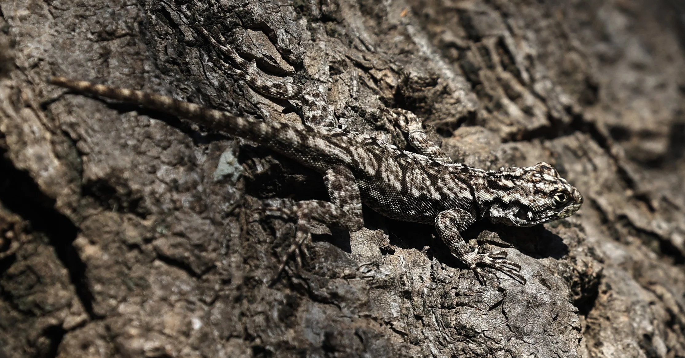 Spiny Lava Lizard (Tropidurus spinulosus) Fortin Toledo Paraguay (10).jpg