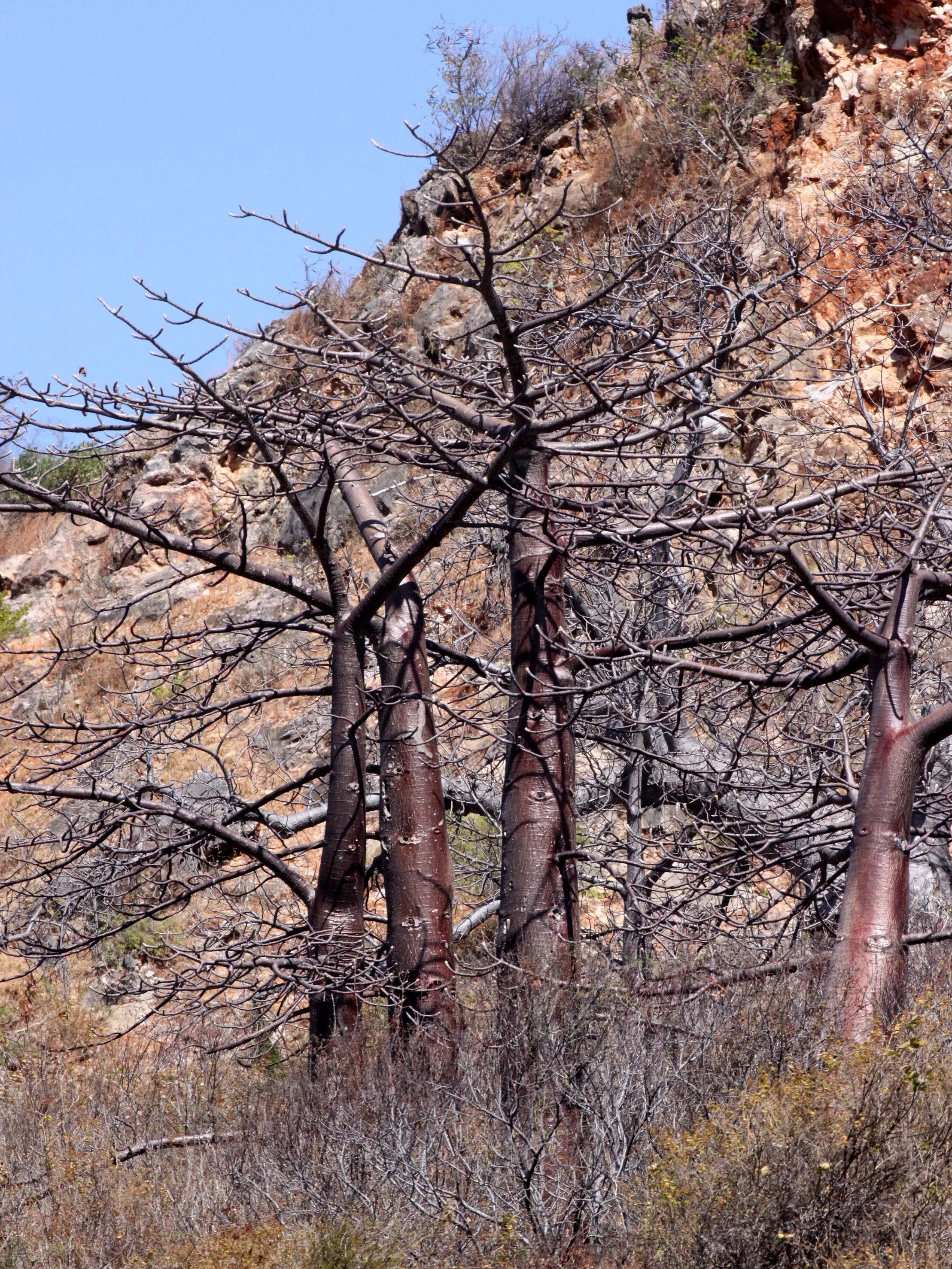 PLANT - BAOBAB - ADANSONIA MADAGASCARIENSIS - MADAGASCAR BAOBAB AND OTHER SPECIES - DIEGO SUAREZ MADAGASCAR (3).JPG