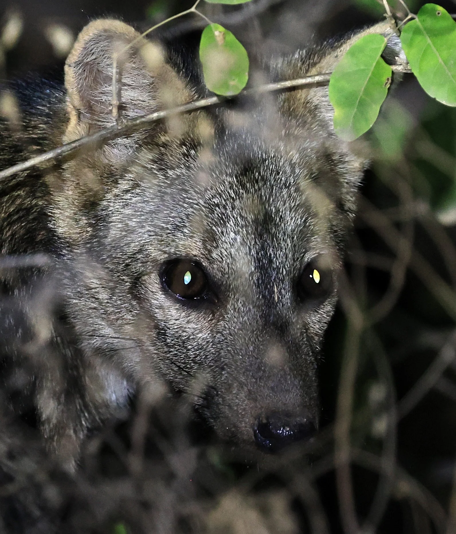 Crab-eating Fox (Cerdocyon thous) Agua Dulce Paraguay (51).jpg