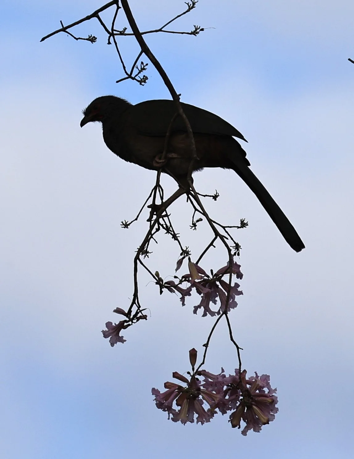 Chaco chachalaca (Ortalis canicollis) Agua Dulce Paraguay