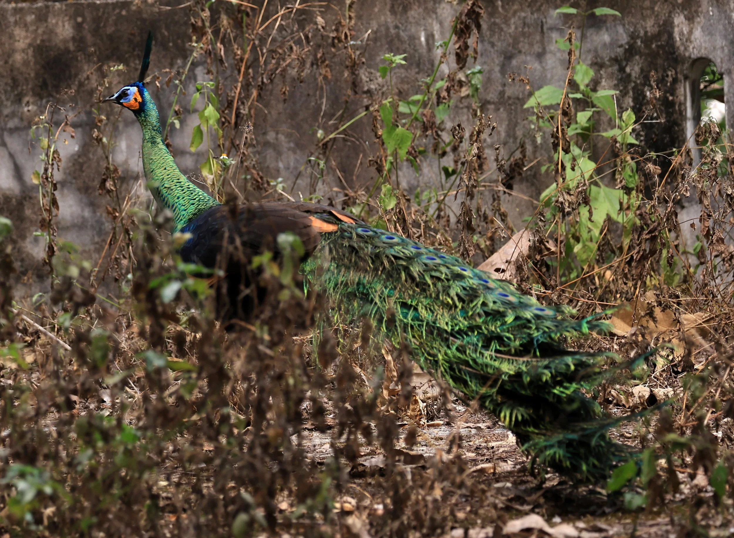 Green Peafowl (Pavo muticus) Doi Butsarakham Phayao Province (14).jpg