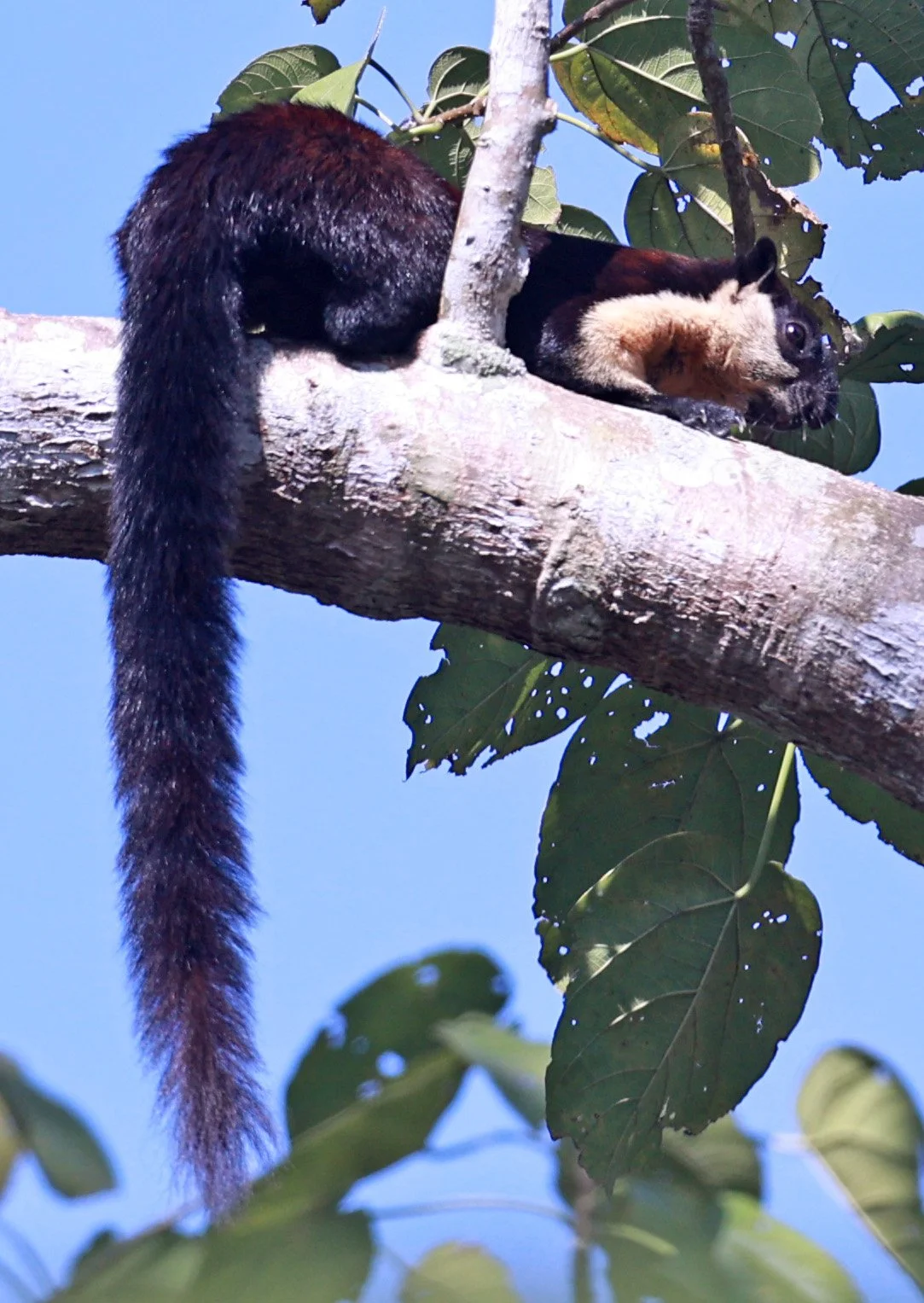 Black Giant Squirrel or Malayan Giant Squirrel (Ratufa bicolor) can reach lengths of nearly 1 meter!