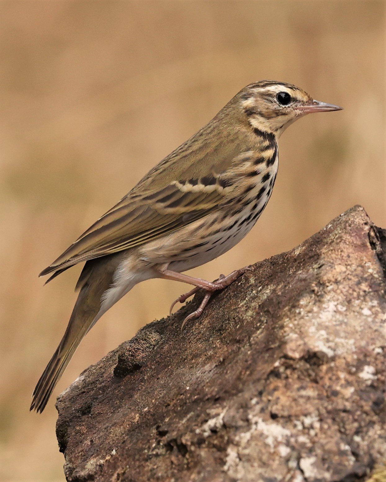 Olive-backed Pipit (Anthus hodgsoni) DOI LANG WEST, DOI PHA HOM POK NP, CHIANG MAI DEC 2021 (8).jpg