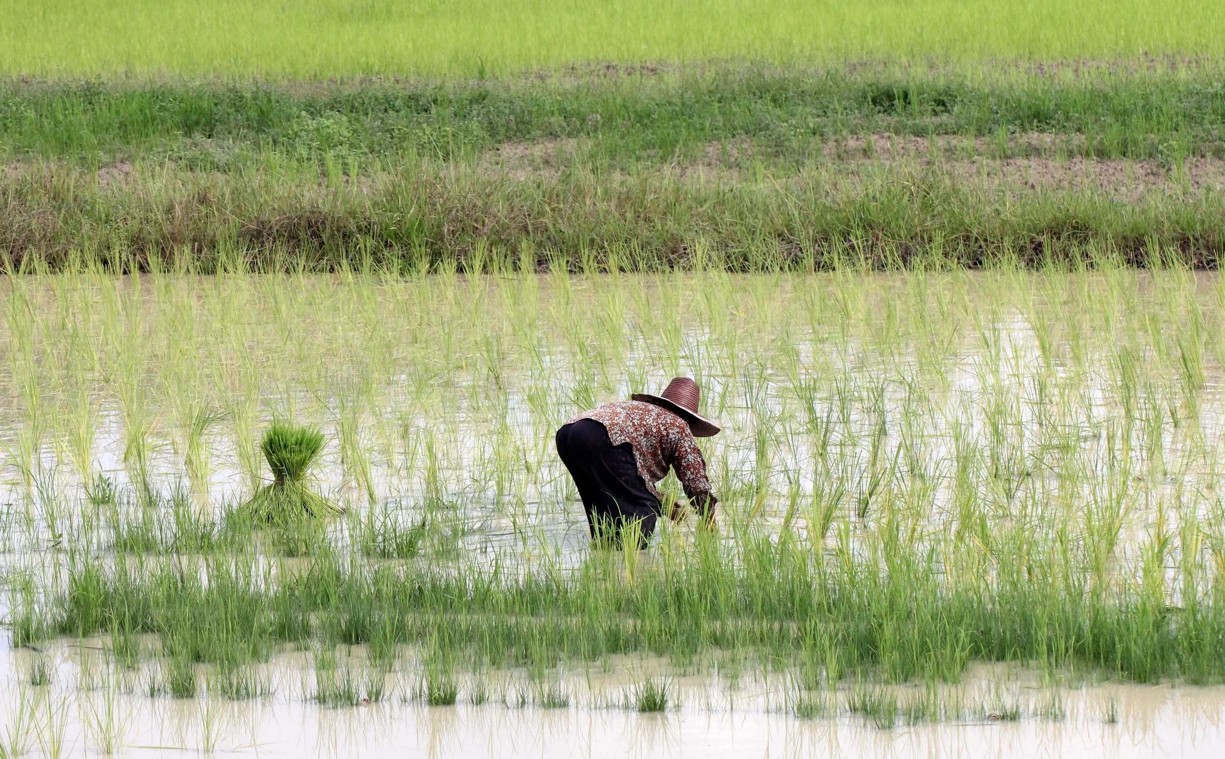 2013 in Nakhonsithammarat and some Krabi with Family (223).JPG