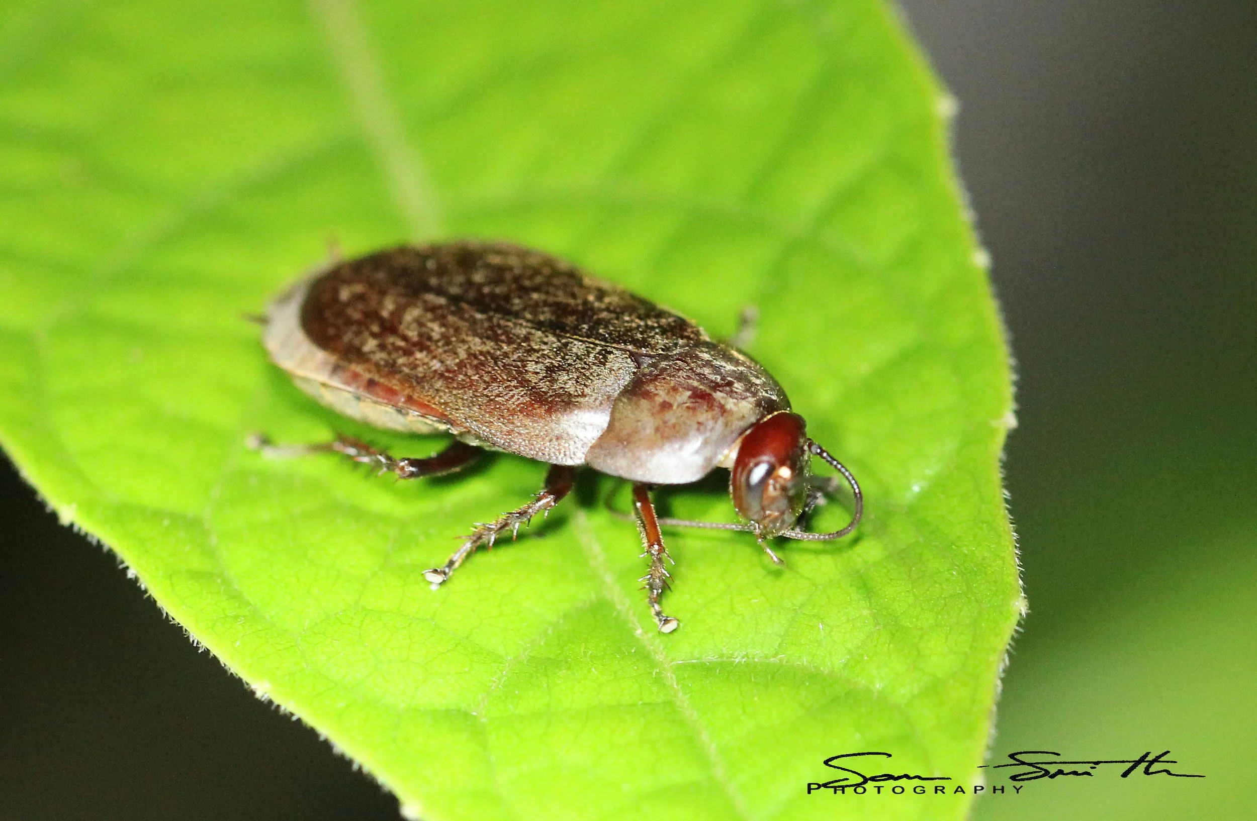 Order Blattodea - Cockroaches