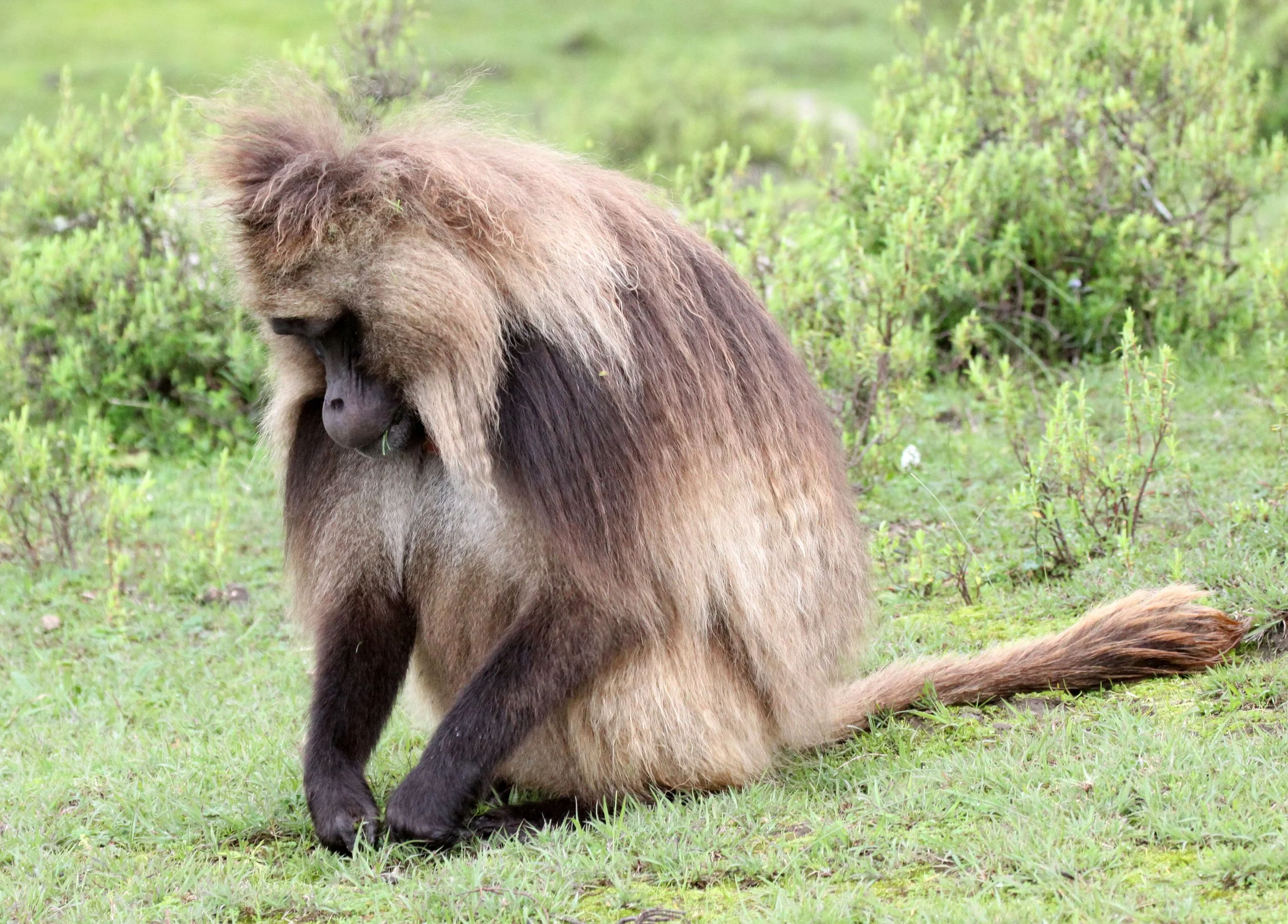 CERCOPITHECIDAE - Theropithecus gelada - GELADA - SIMIEN MOUNTAINS NATIONAL PARK ETHIOPIA (1504).JPG