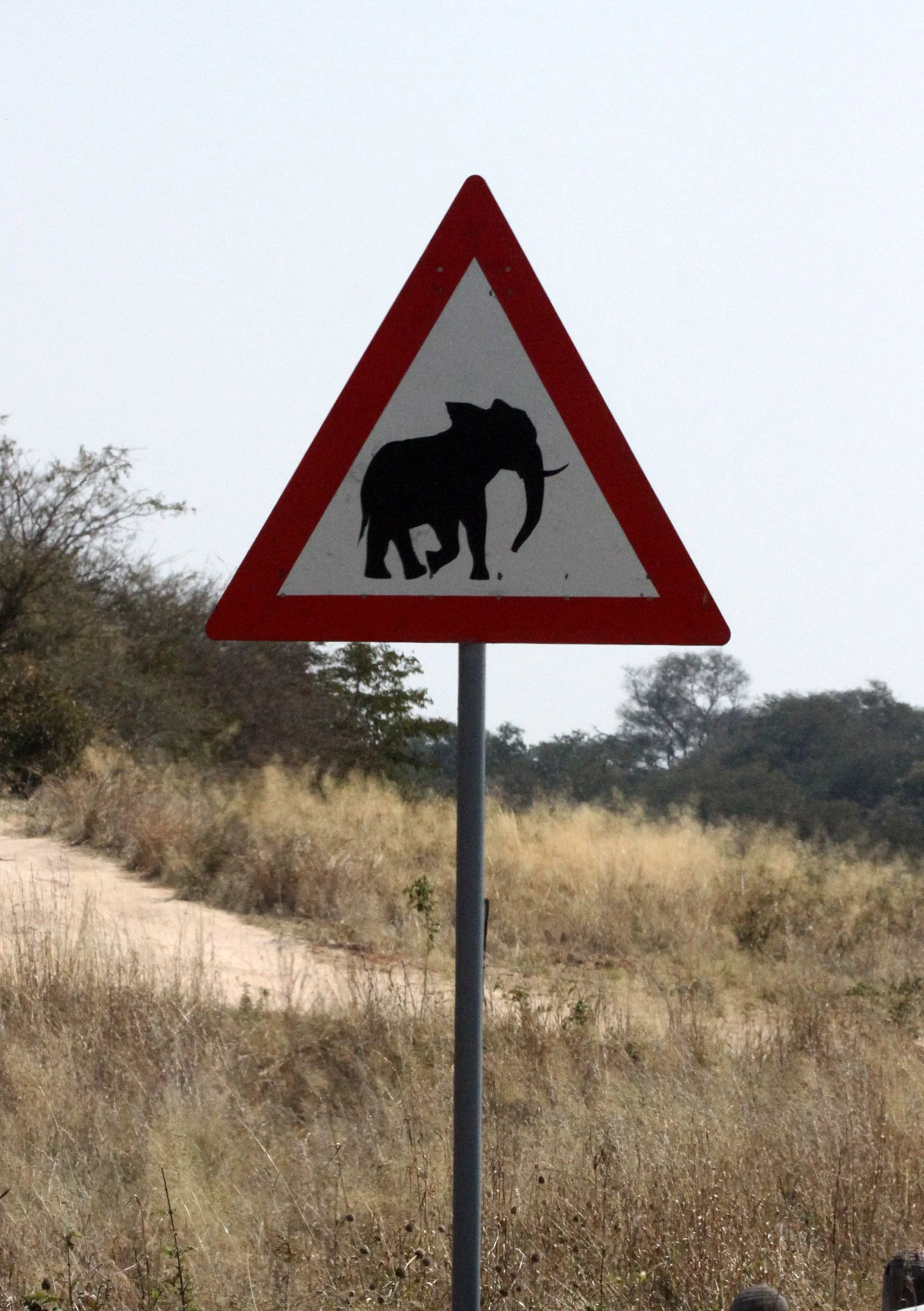 ELEPHANT - AFRICAN ELEPHANT - NAMIBIA - CAPRIVI STRIP.JPG