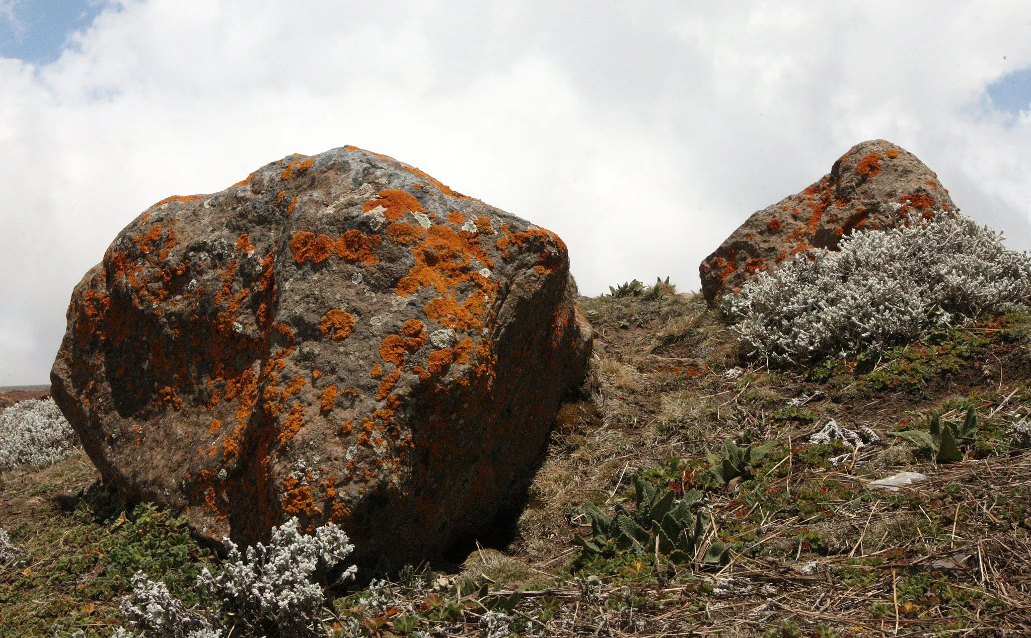 BALE MOUNTAINS NATIONAL PARK - SANETTI PLATEAU (7).JPG