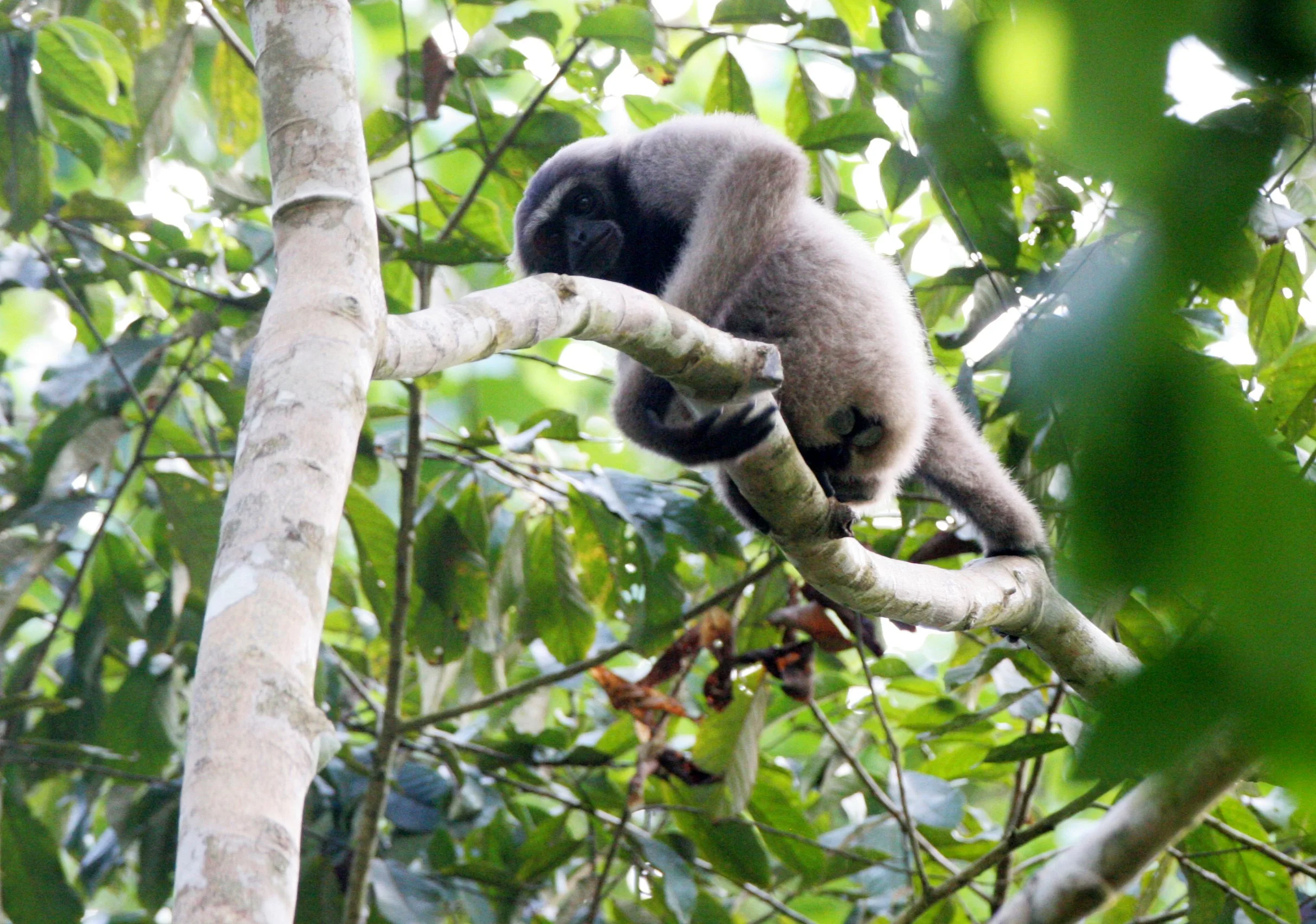 HYLOBATIDAE - Hylobates muelleri - MUELLER'S (GRAY) GIBBON - TABIN WILDLIFE RESERVE  (84).JPG