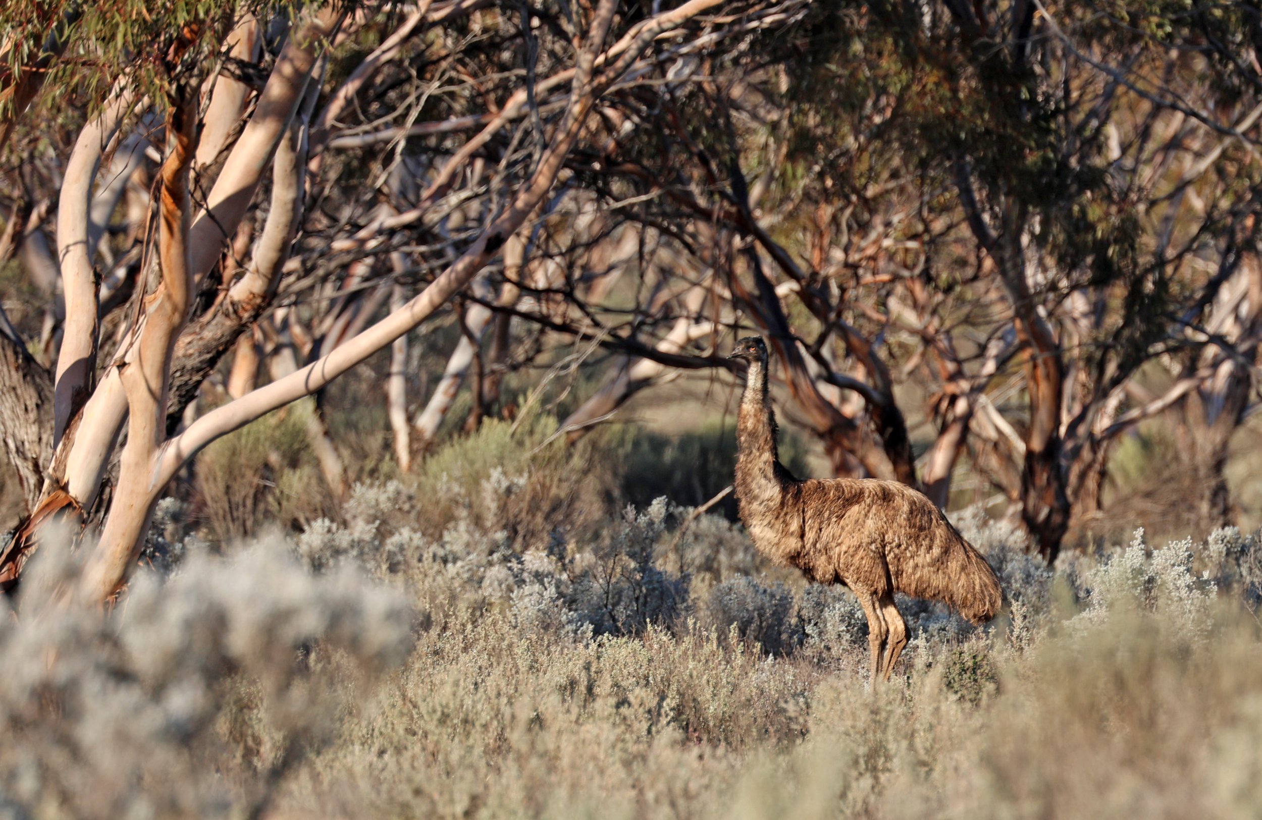 Emu (Dromaius novaehollandiae) Goyder Highway toward Warren Gorge - South Australia (38).jpg